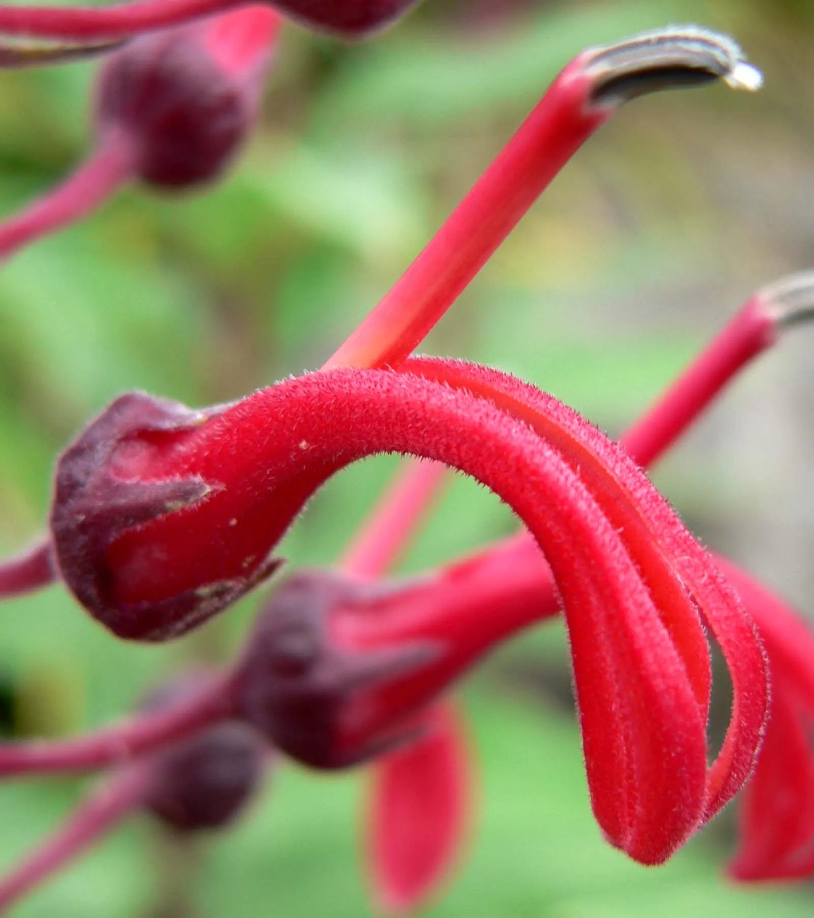 Devil's Tobacco (Lobelia Tupa) — with a smoky green hue that complements the vibrant blooms; toxic if ingested; handle with care, image 52