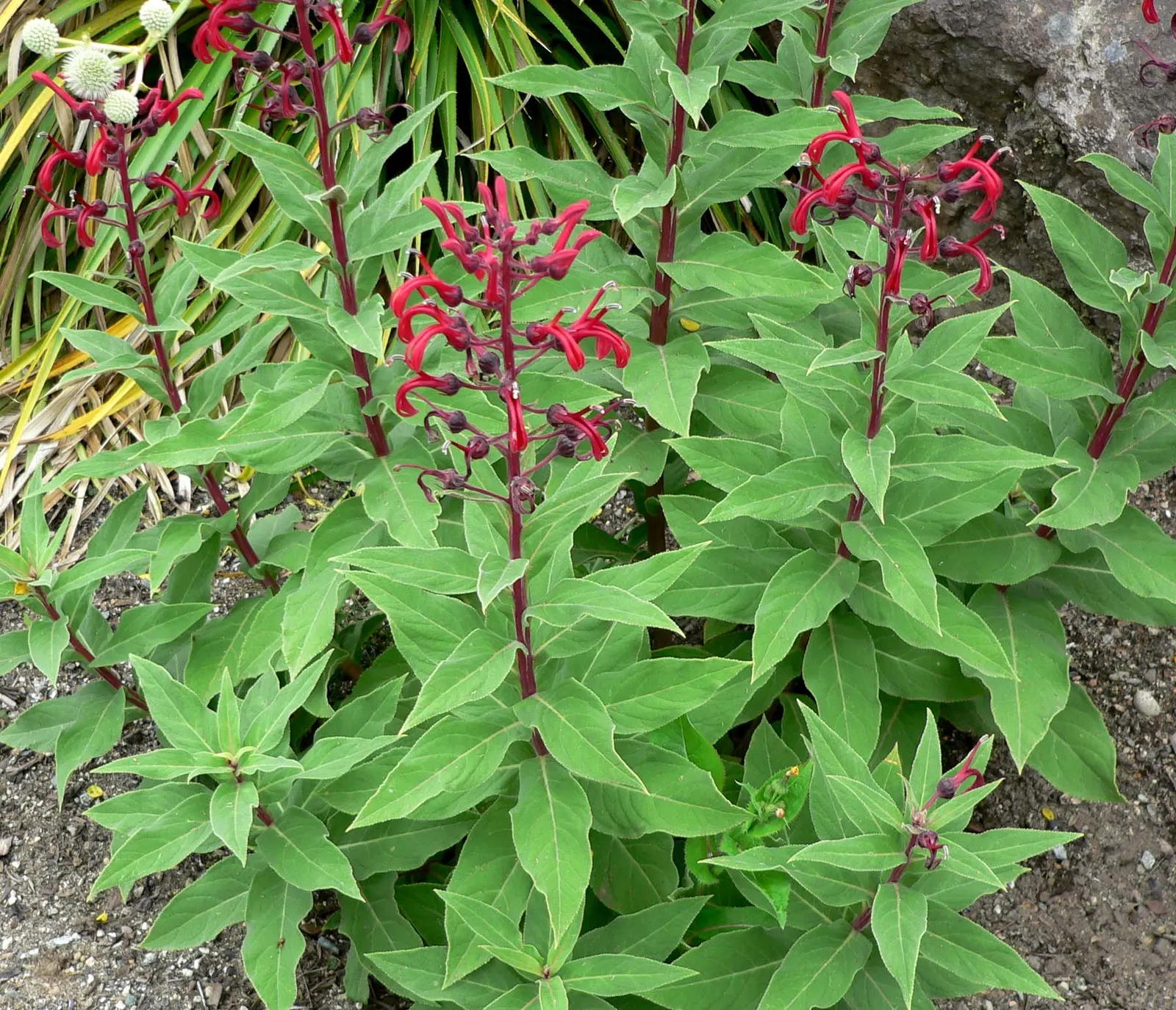 Devil's Tobacco (Lobelia Tupa) — The plant prefers well-drained soil and thrives in full sun to part shade; from midsummer to early fall, the plant, image 44