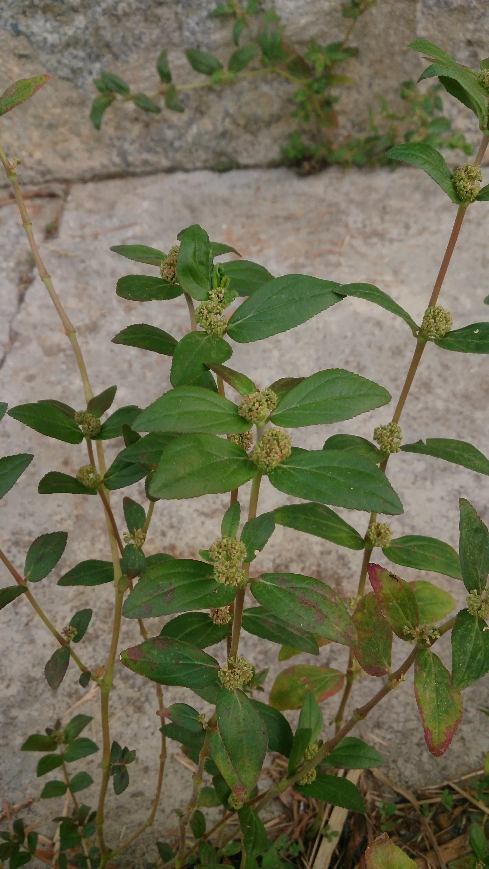 Devil's Tobacco (Lobelia Tupa) — Each bloom is about 2 to 3 inches in length; include Lobelia tupa in your garden for a touch of exotic allure and a