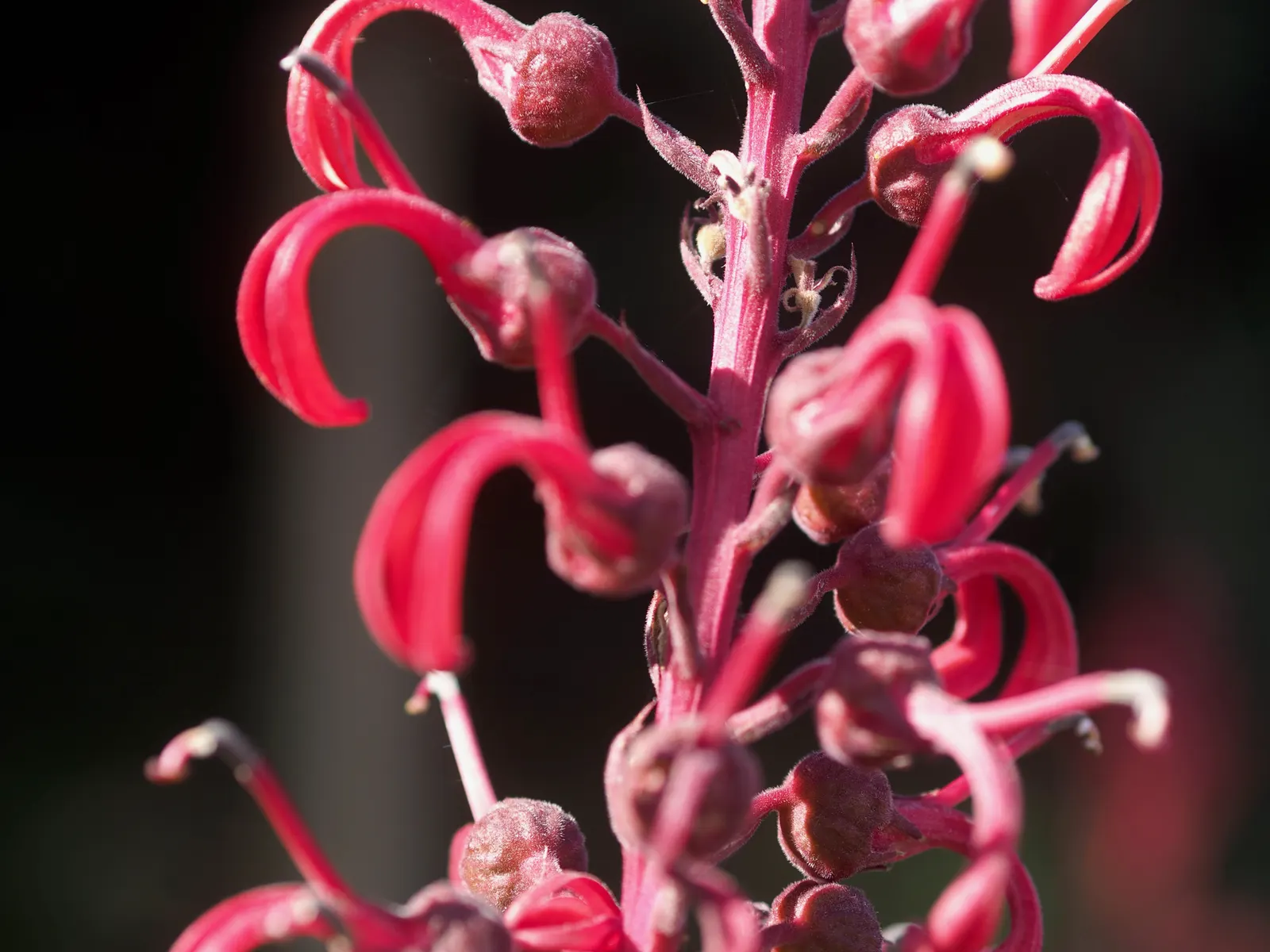 Devil's Tobacco (Lobelia Tupa) — this striking plant thrives in USDA Hardiness Zones 7-10; from midsummer to early fall, the plant produces tall, image 71