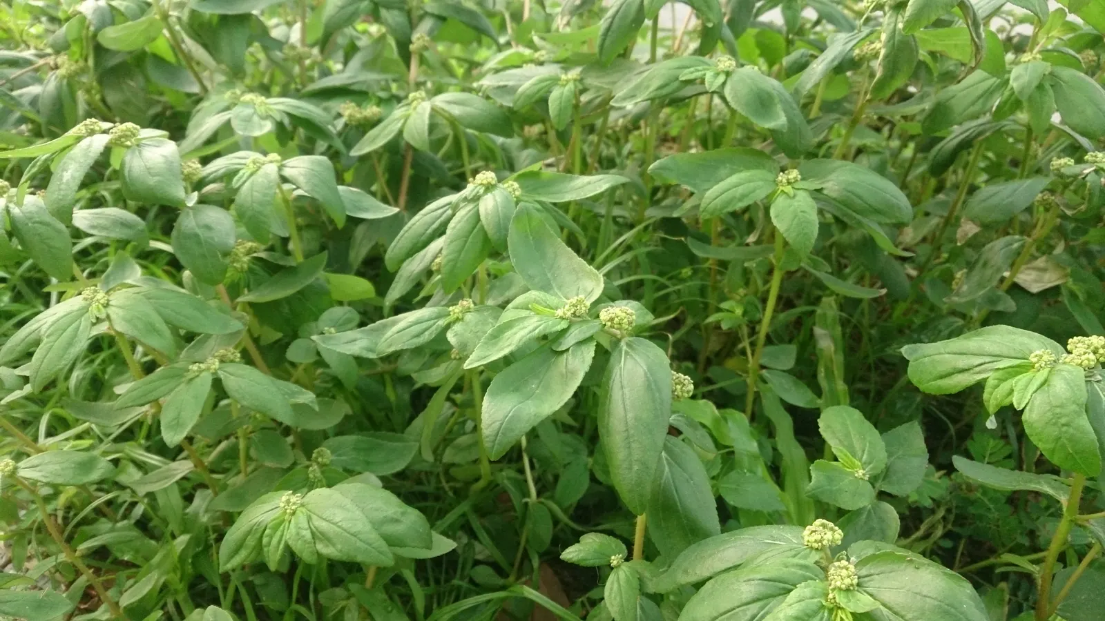 Devil's Tobacco (Lobelia Tupa) — Toxic if ingested; handle with care