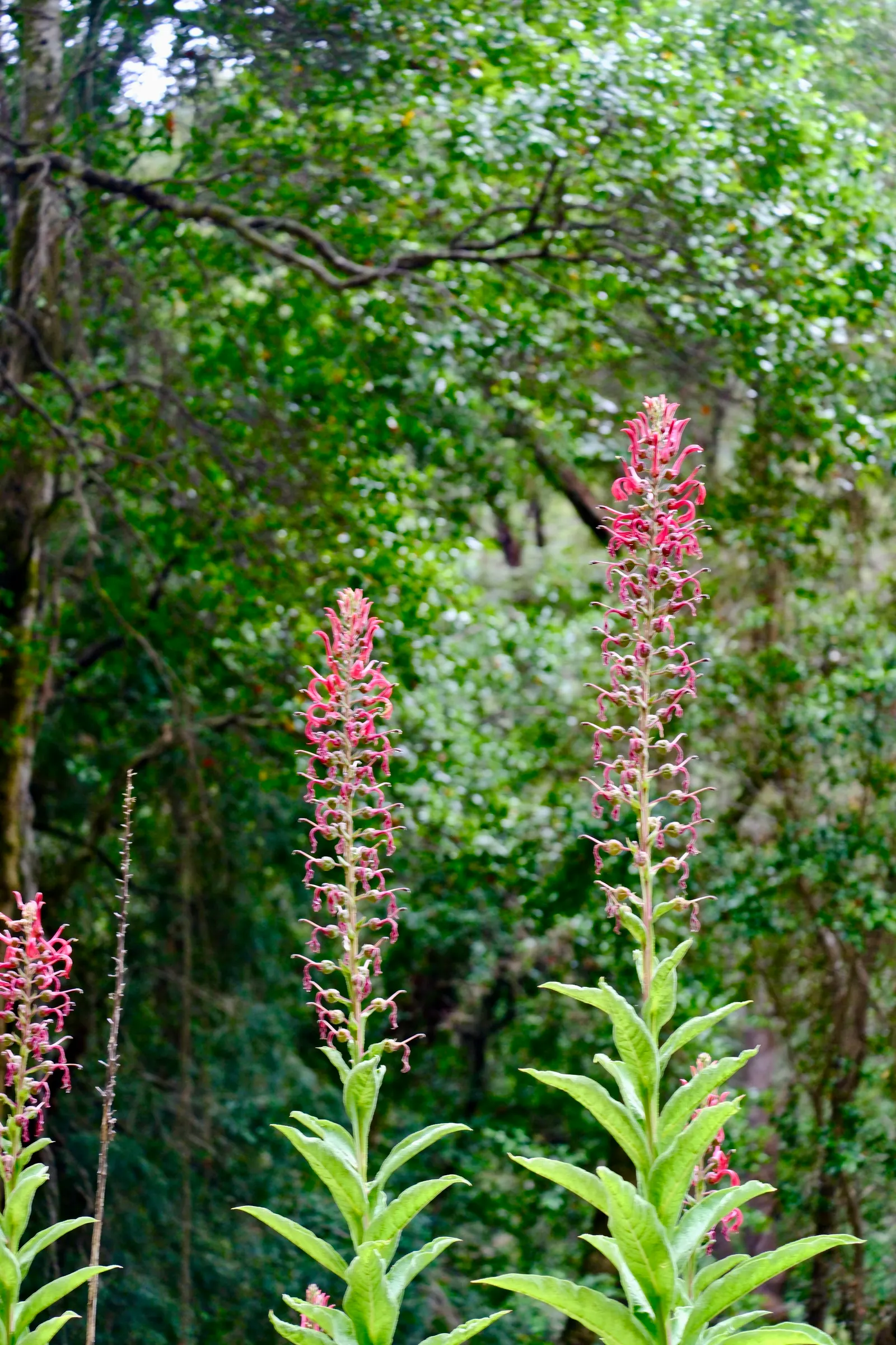 Devil's Tobacco (Lobelia Tupa) — it should be noted that all parts of the plant are highly toxic if ingested; include Lobelia tupa in your garden, image 78