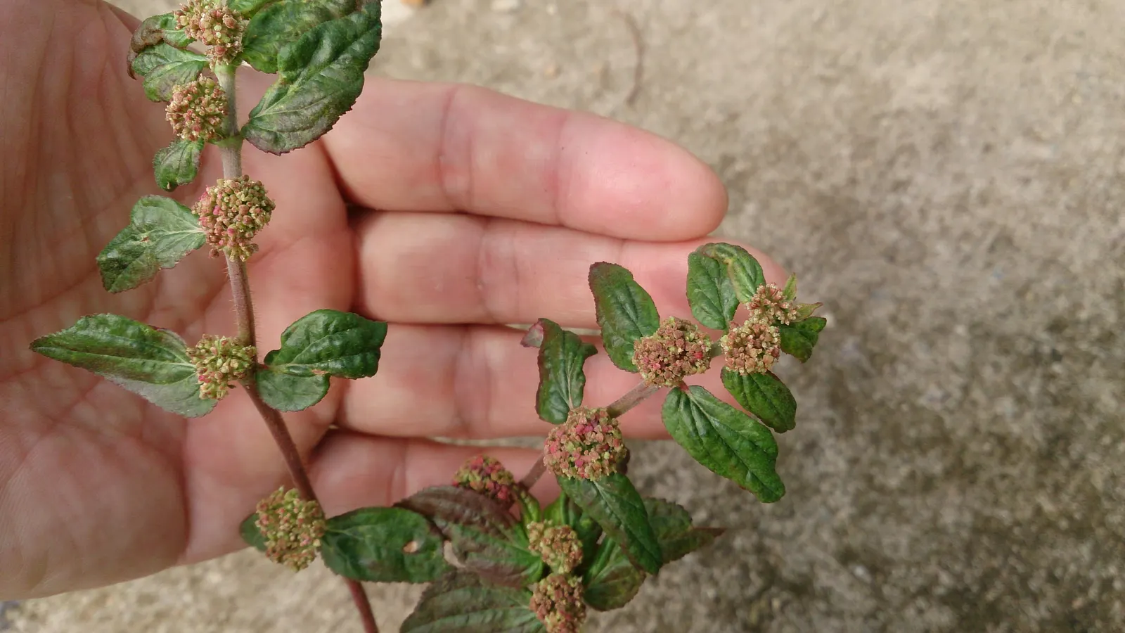 Devil's Tobacco (Lobelia Tupa) — Originating from the central regions of Chile; toxic if ingested; handle with care