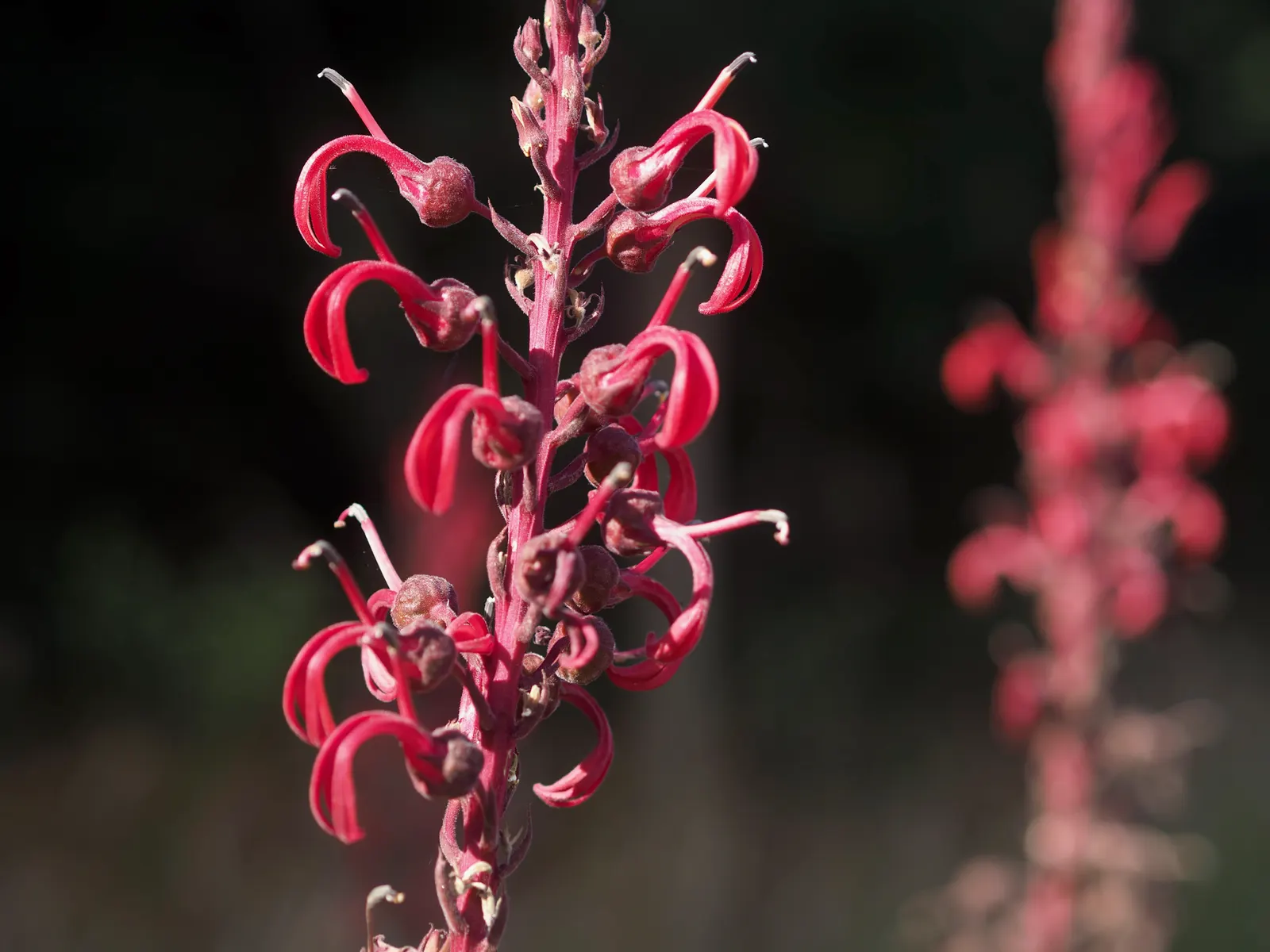 Devil's Tobacco (Lobelia Tupa) — Its size and shape make it an ideal candidate for back borders or as a specimen plant; toxic if ingested; handle, image 58