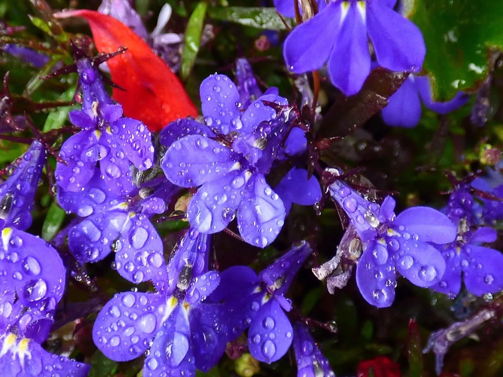 Devil's Tobacco (Lobelia Tupa) — red flowers in the garden