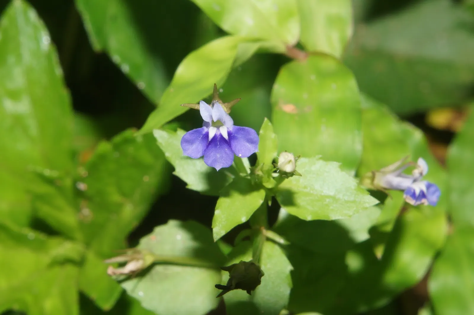 Devil's Tobacco (Lobelia Tupa) — Each bloom is about 2 to 3 inches in length