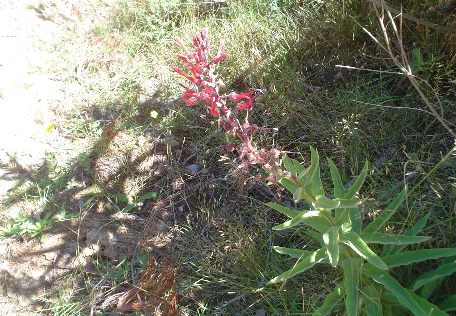 Devil's Tobacco (Lobelia Tupa) — From midsummer to early fall, the plant produces tall, erect spires adorned with tubular, scarlet-red flowers, image 74