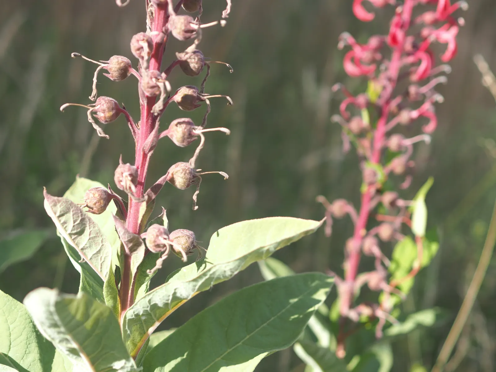 Devil's Tobacco (Lobelia Tupa) — where it can serve as an eye-catching focal point; from midsummer to early fall, the plant produces tall, erect, image 59