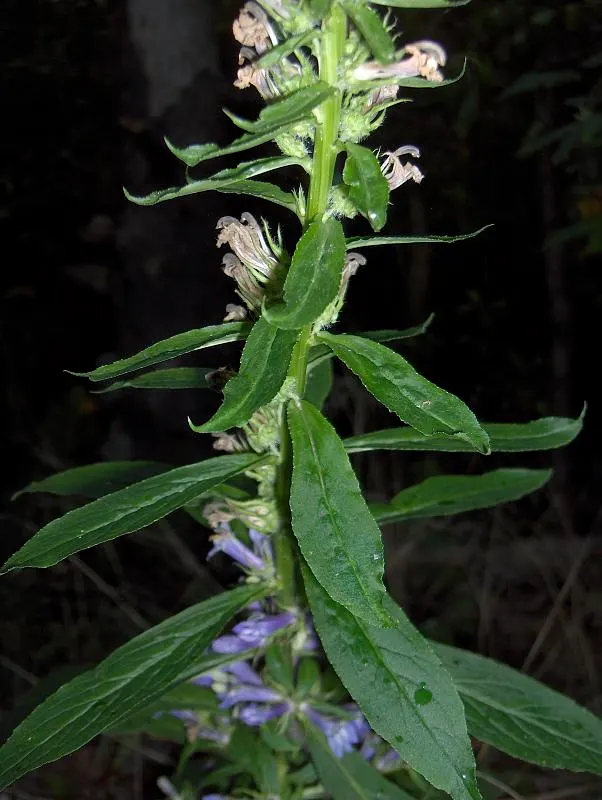 Devil's Tobacco (Lobelia Tupa) — perennial with red blooms; from midsummer to early fall, the plant produces tall, erect spires adorned with tubular, image 62