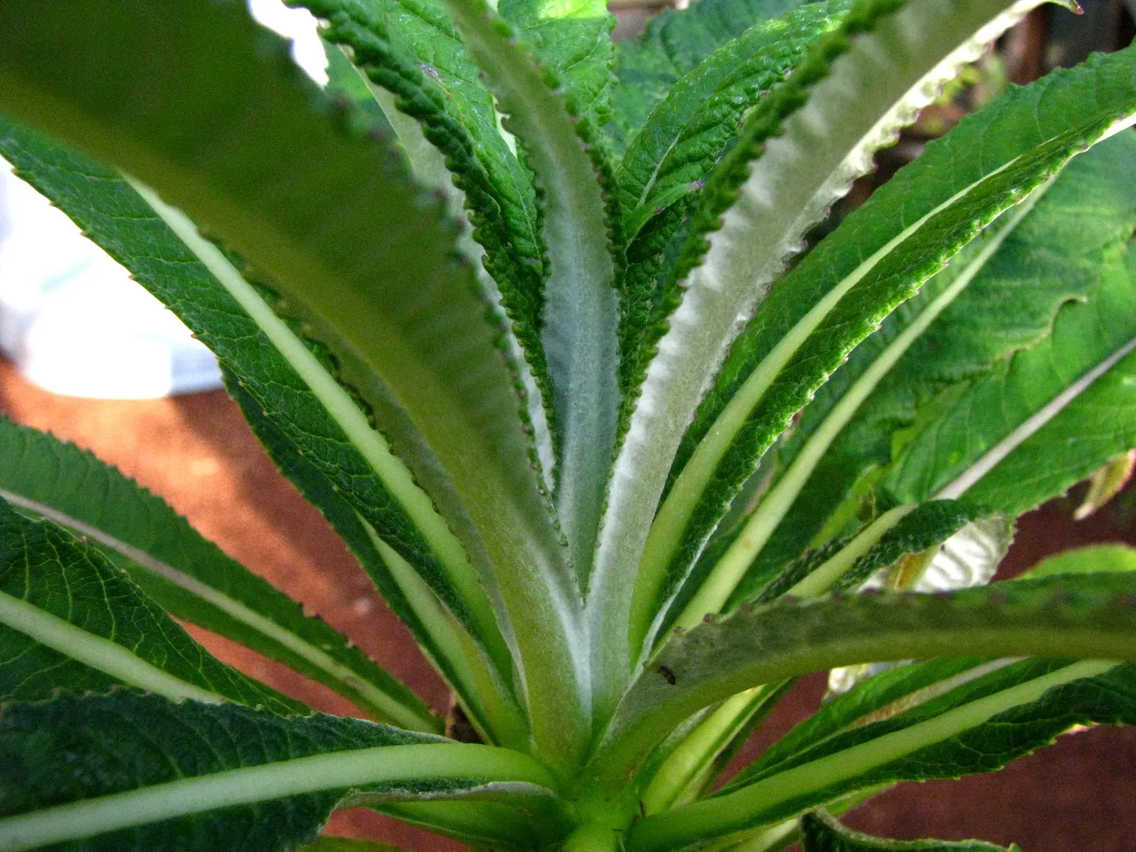 Devil's Tobacco (Lobelia Tupa) — perennial for full or half; include Lobelia tupa in your garden for a touch of exotic allure and a conversation starter for
