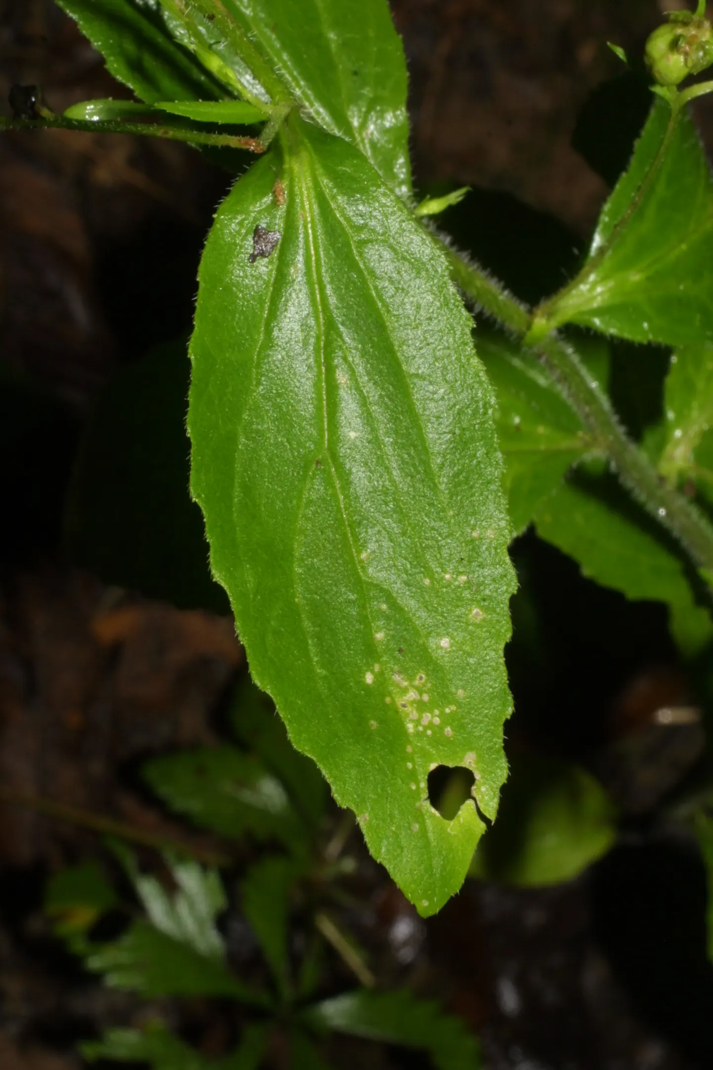 Devil's Tobacco (Lobelia Tupa) — Hardy to USDA Zone 7, Lobelia tupa commands attention in borders and as a focal point; include Lobelia tupa in, image 66