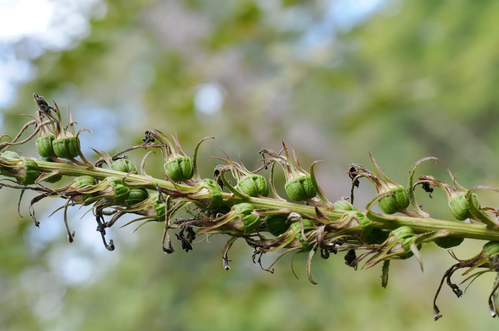 Devil's Tobacco (Lobelia Tupa) — it should be noted that all parts of the plant are highly toxic if ingested; include Lobelia tupa in your garden, image 57