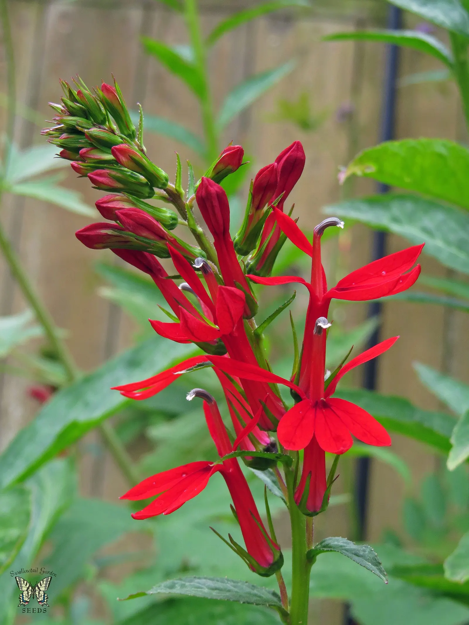 Devil's Tobacco (Lobelia Tupa) — perennial with red blooms