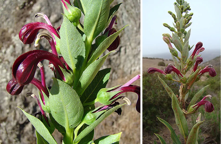 Devil's Tobacco (Lobelia Tupa) — preferring full sun to partial shade