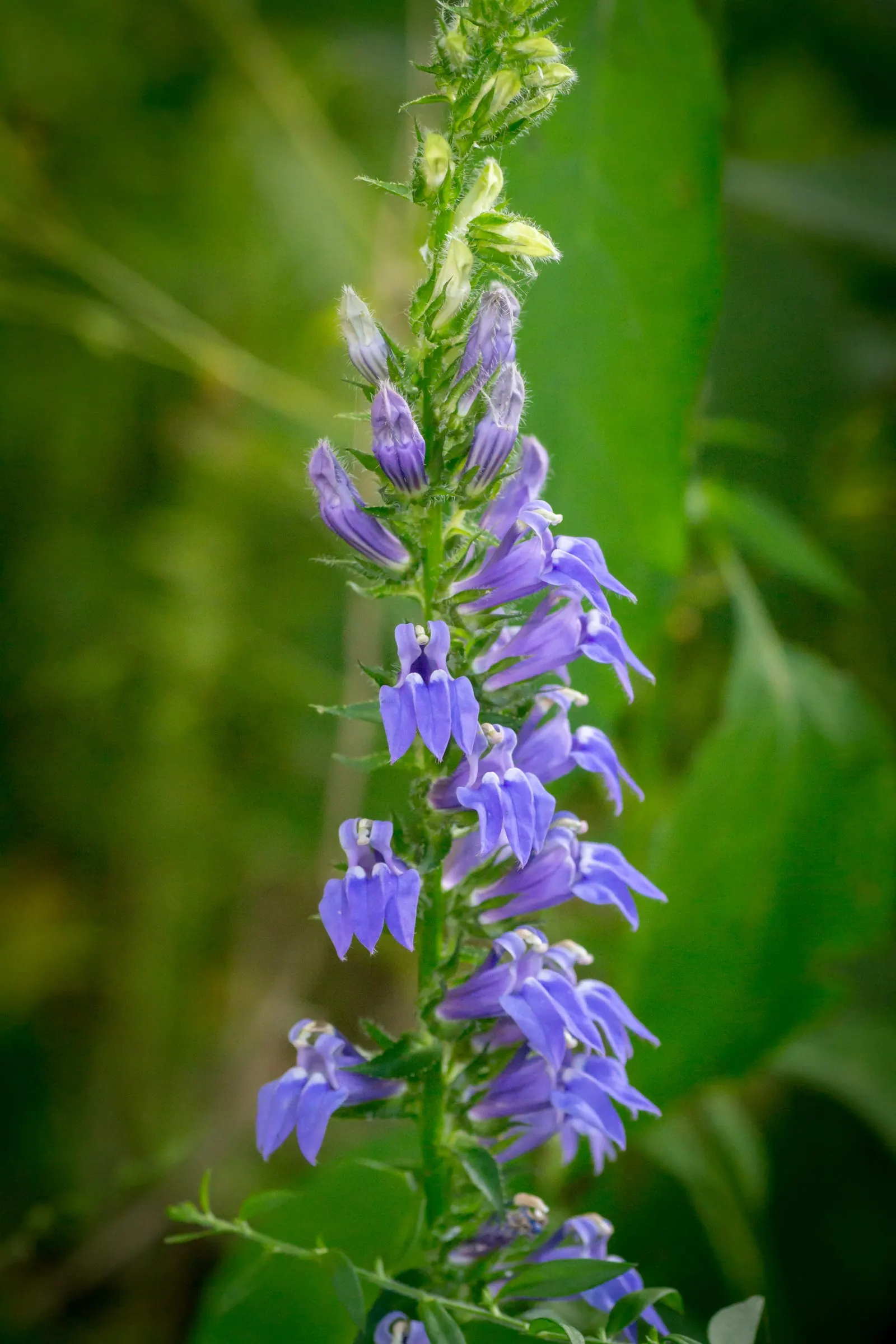 Devil's Tobacco (Lobelia Tupa) — is an intriguing and bold perennial that adds dramatic flair to landscape designs; include Lobelia tupa in your, image 48