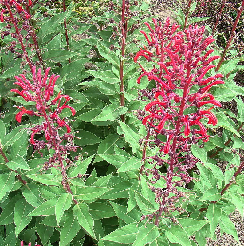 Devil's Tobacco (Lobelia Tupa) — this striking plant thrives in USDA Hardiness Zones 7-10; from midsummer to early fall, the plant produces tall, erect spires