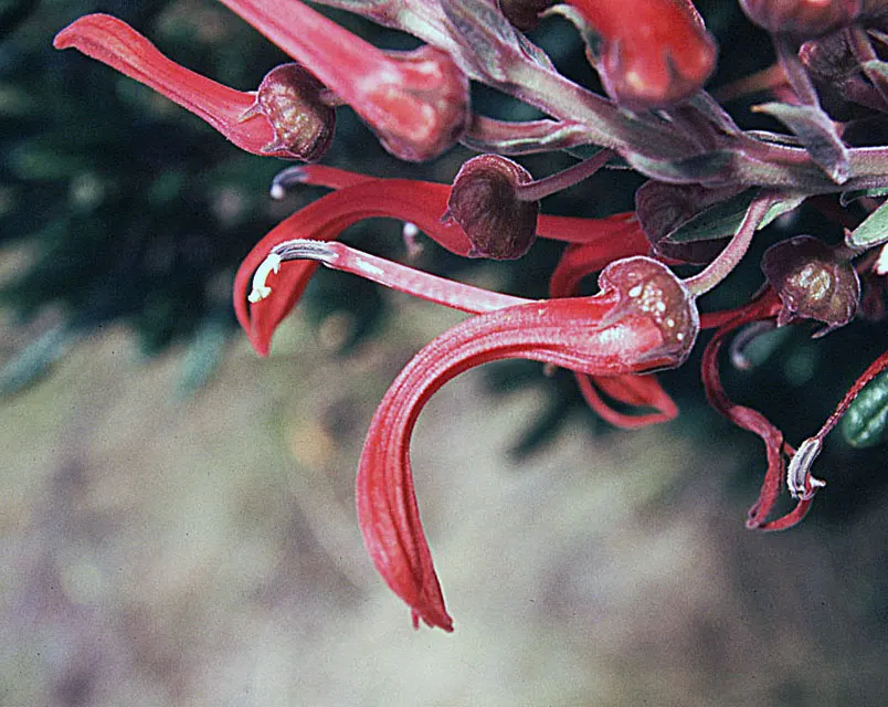 Devil's Tobacco (Lobelia Tupa) — Devil's Tobacco (Lobelia tupa) is a statuesque perennial, flourishing to heights of 5-6 feet