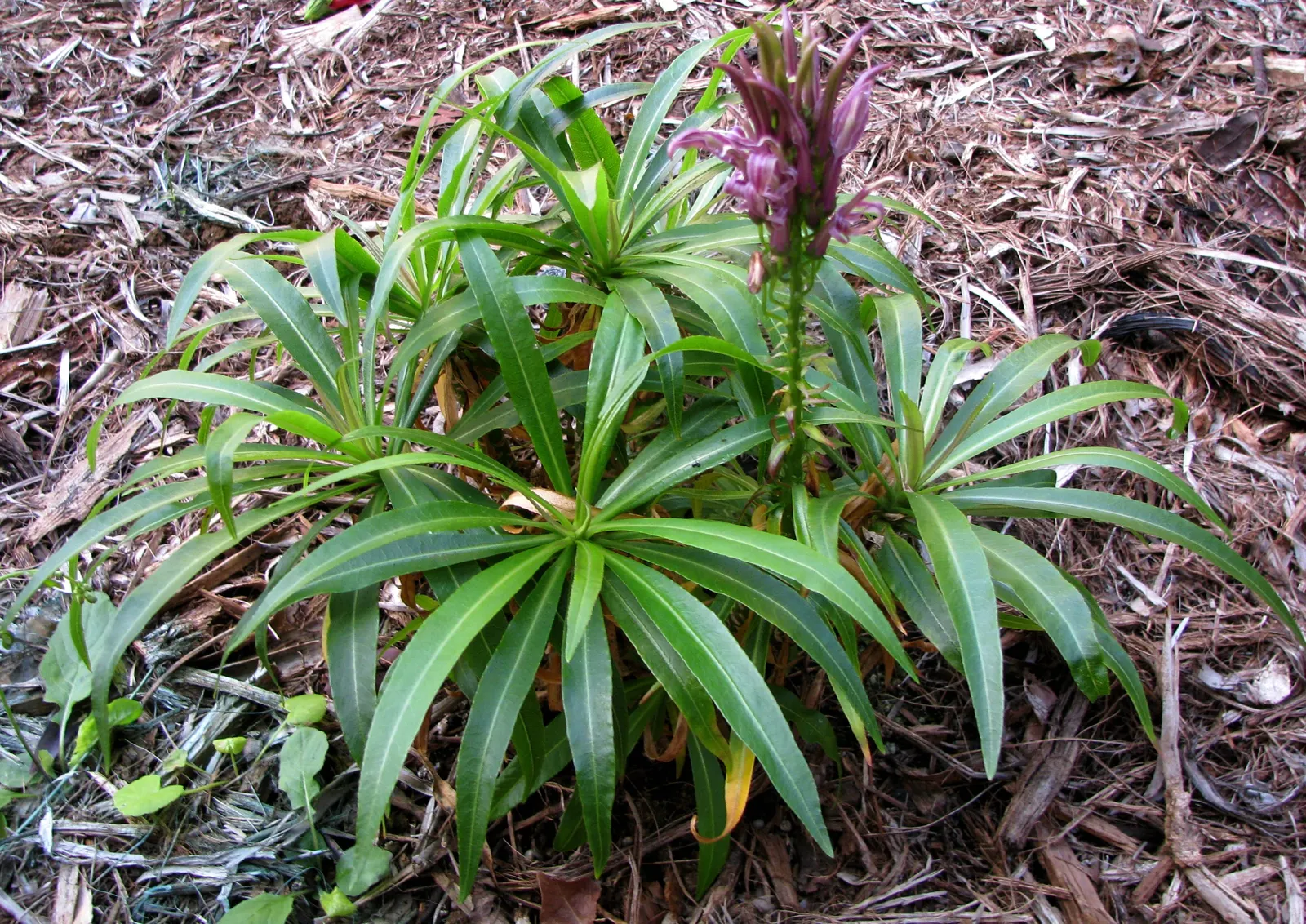 Devil's Tobacco (Lobelia Tupa) — with a smoky green hue that complements the vibrant blooms; toxic if ingested; handle with care, image 73
