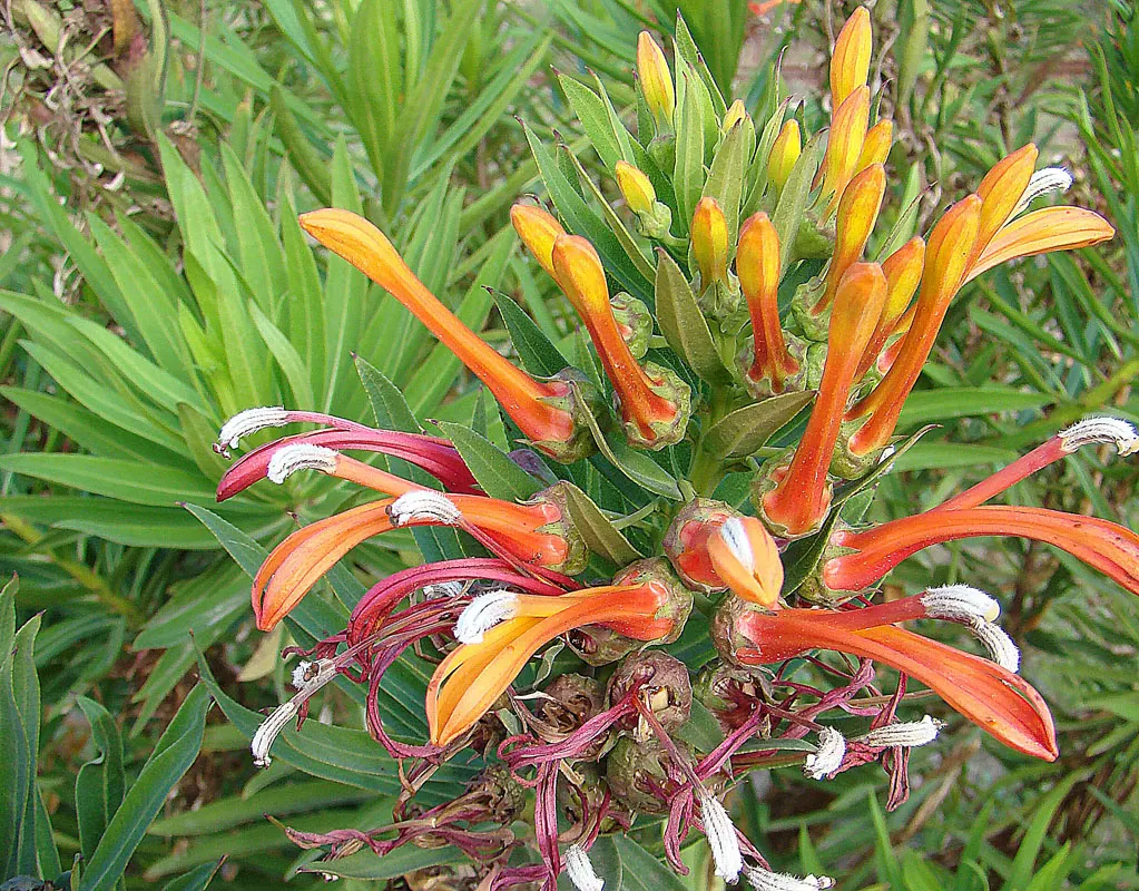 Devil's Tobacco (Lobelia Tupa) — From midsummer to early fall, the plant produces tall, erect spires adorned with tubular, scarlet-red flowers