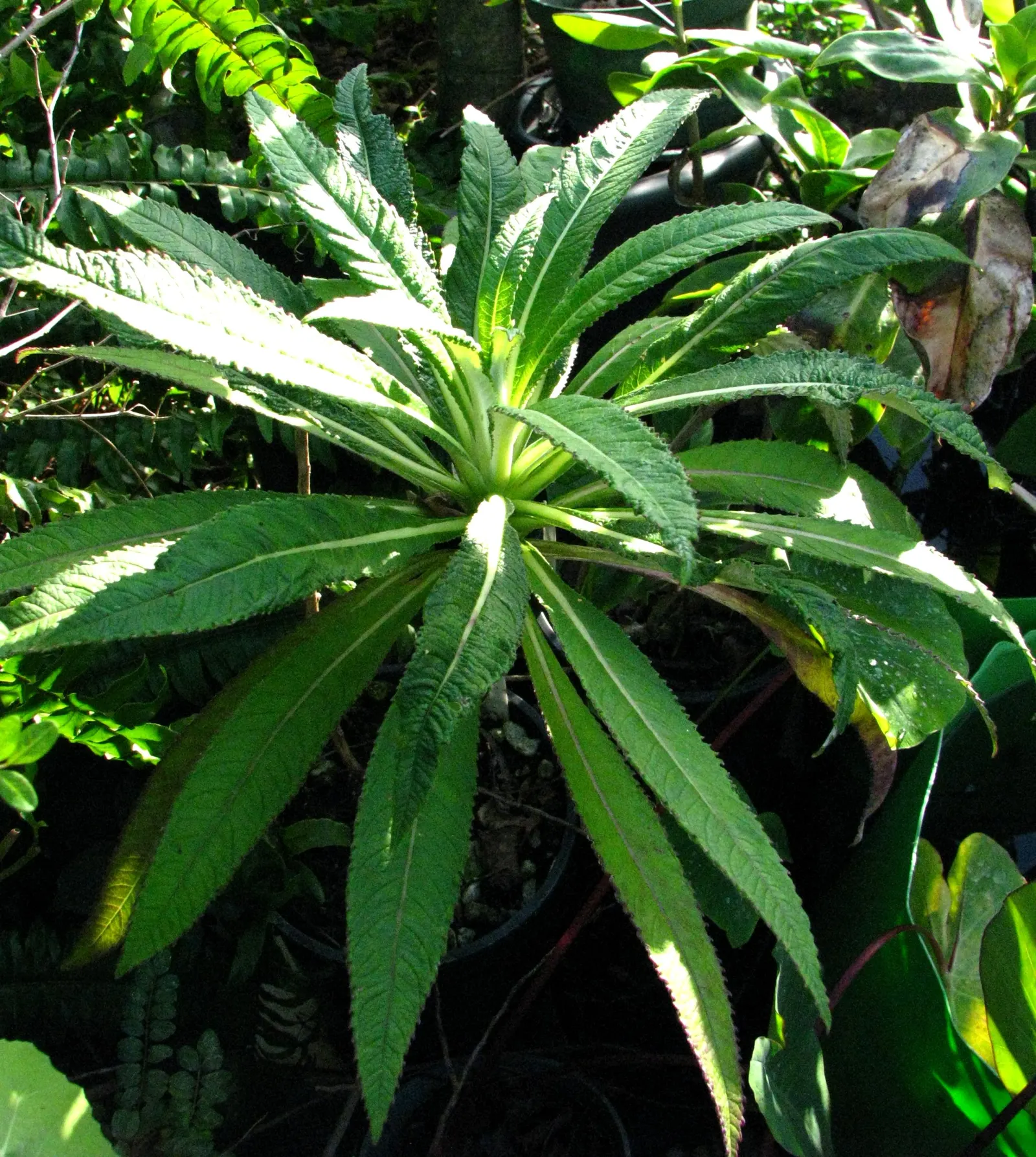 Devil's Tobacco (Lobelia Tupa) — Originating from the central regions of Chile; toxic if ingested; handle with care, image 49