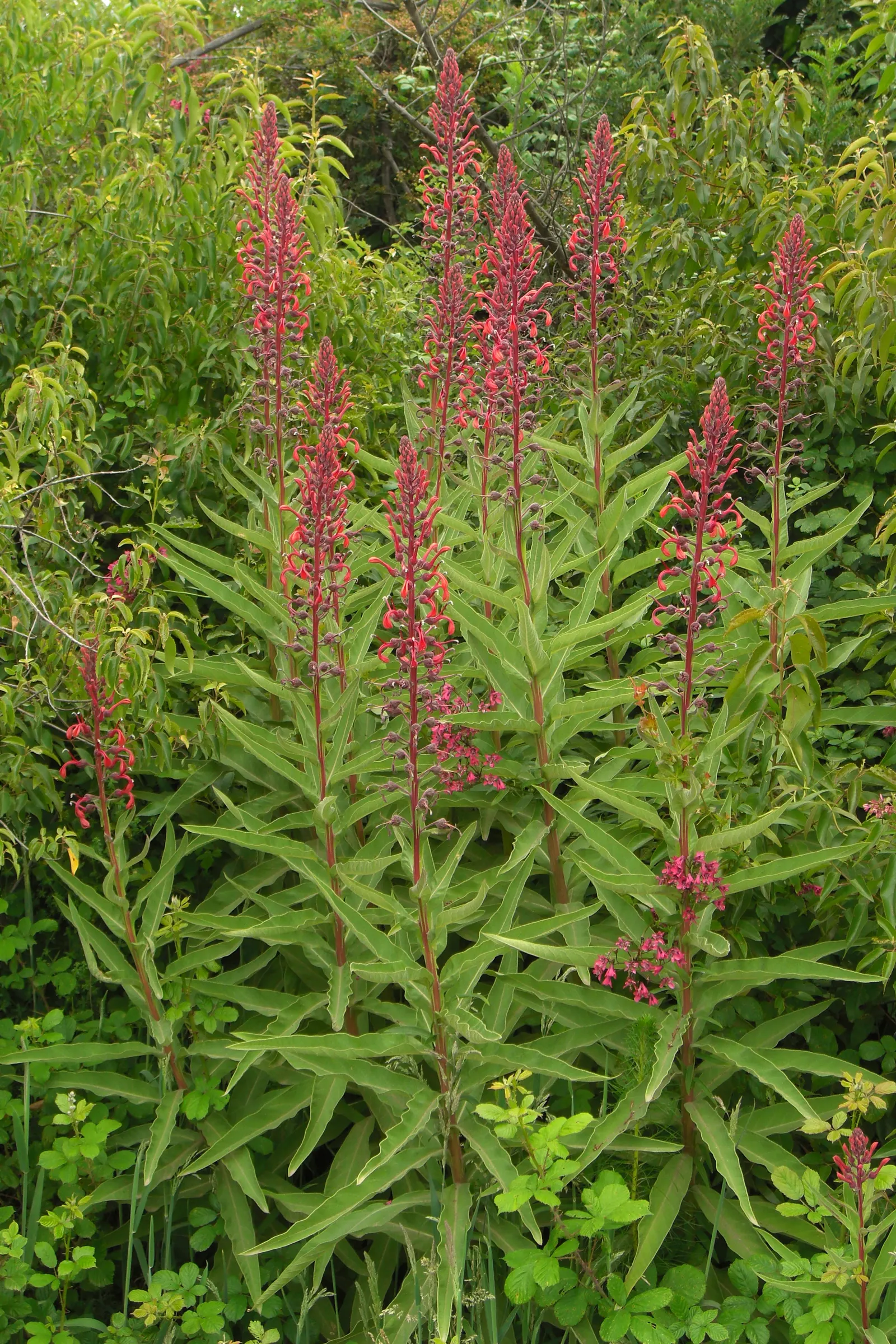 Devil's Tobacco (Lobelia Tupa) — Devil's Tobacco prefers well-drained soil and can withstand drought-like conditions once established; toxic if ingested