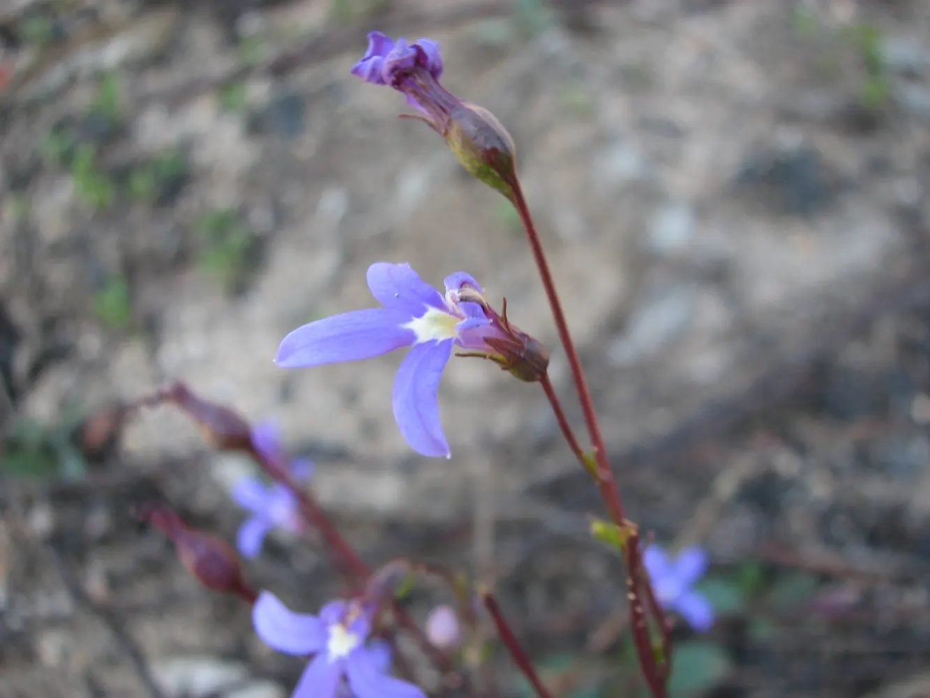 Devil's Tobacco (Lobelia Tupa) — it should be noted that all parts of the plant are highly toxic if ingested; include Lobelia tupa in your garden for a touch