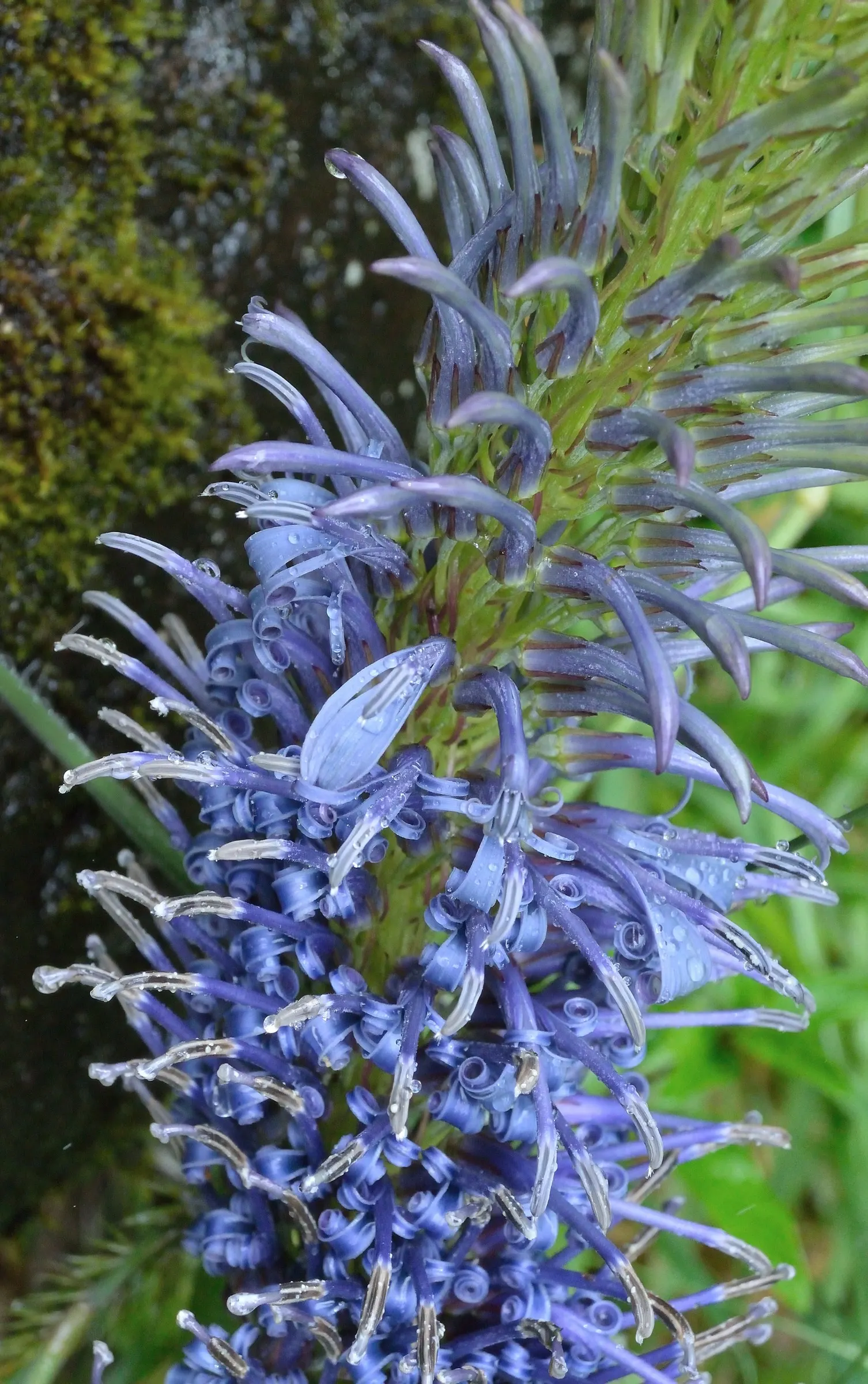 Devil's Tobacco (Lobelia Tupa) — this striking plant thrives in USDA Hardiness Zones 7-10; from midsummer to early fall, the plant produces tall, image 50