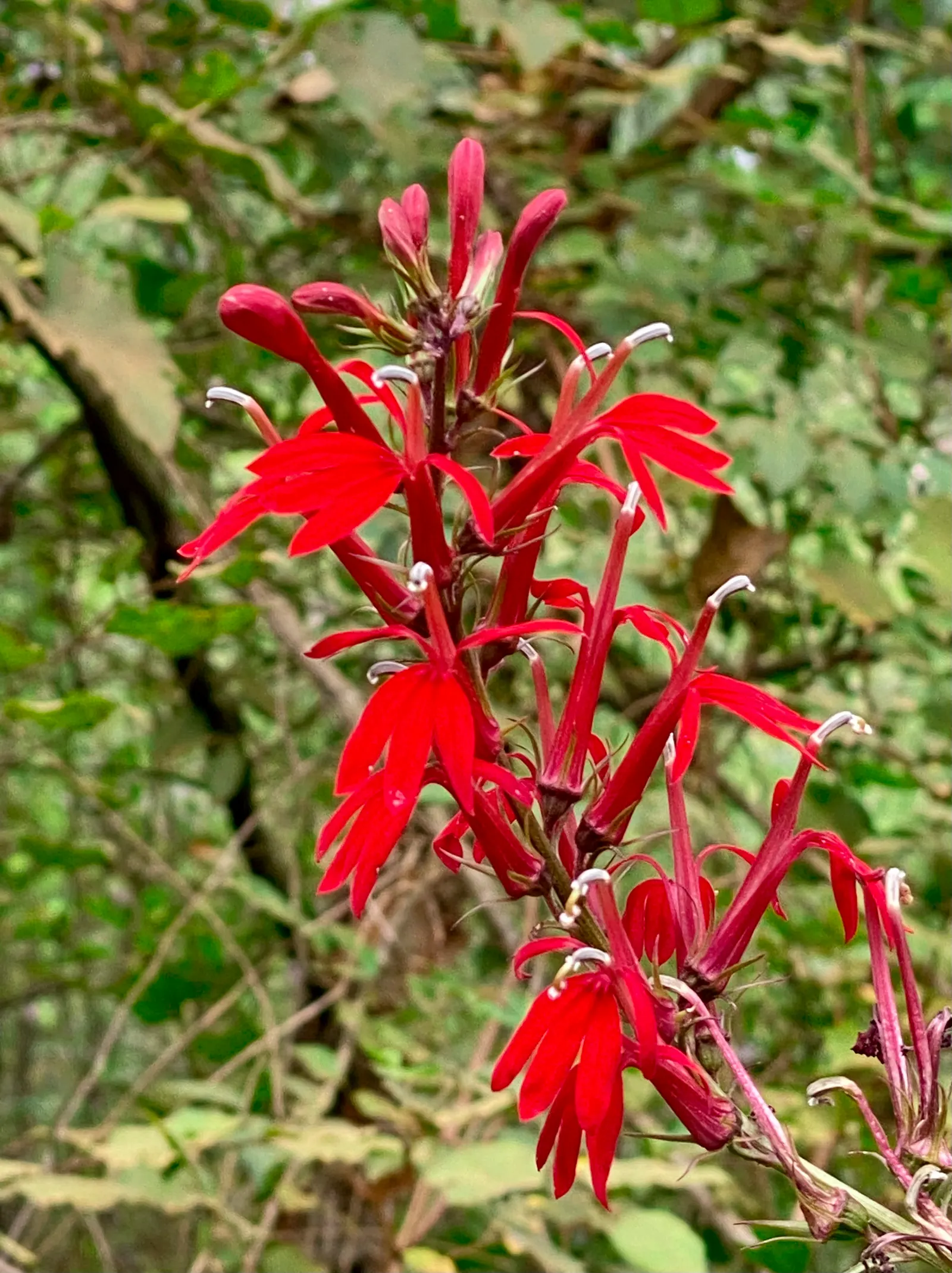 Devil's Tobacco (Lobelia Tupa) — Devil's Tobacco prefers well-drained soil and can withstand drought-like conditions once established