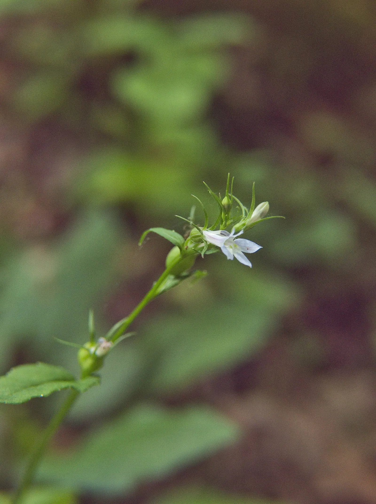Devil's Tobacco (Lobelia Tupa) — scientifically known as Lobelia tupa; from midsummer to early fall, the plant produces tall, erect spires adorned, image 47