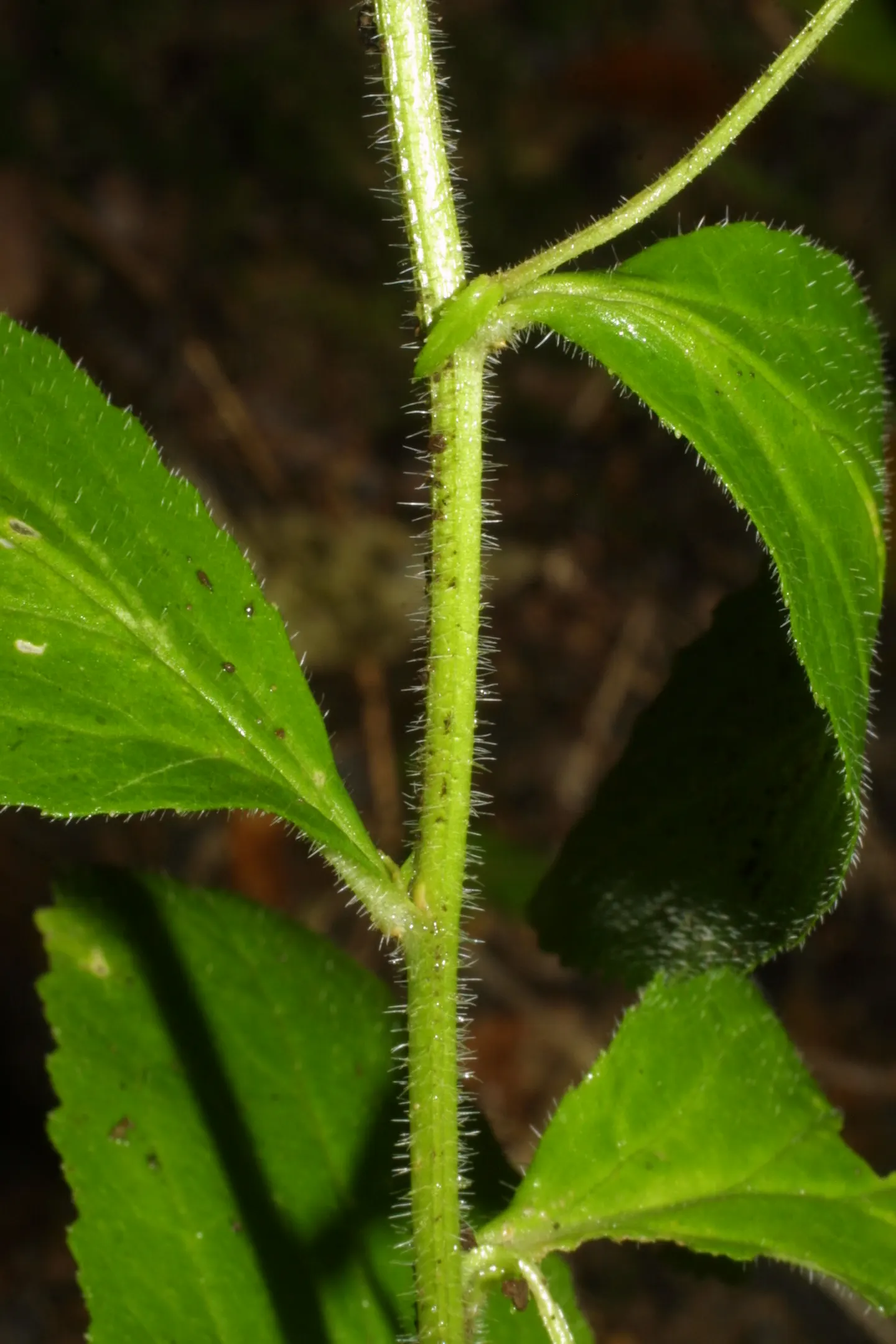 Devil's Tobacco (Lobelia Tupa) — preferring full sun to partial shade; include Lobelia tupa in your garden for a touch of exotic allure and a, image 72
