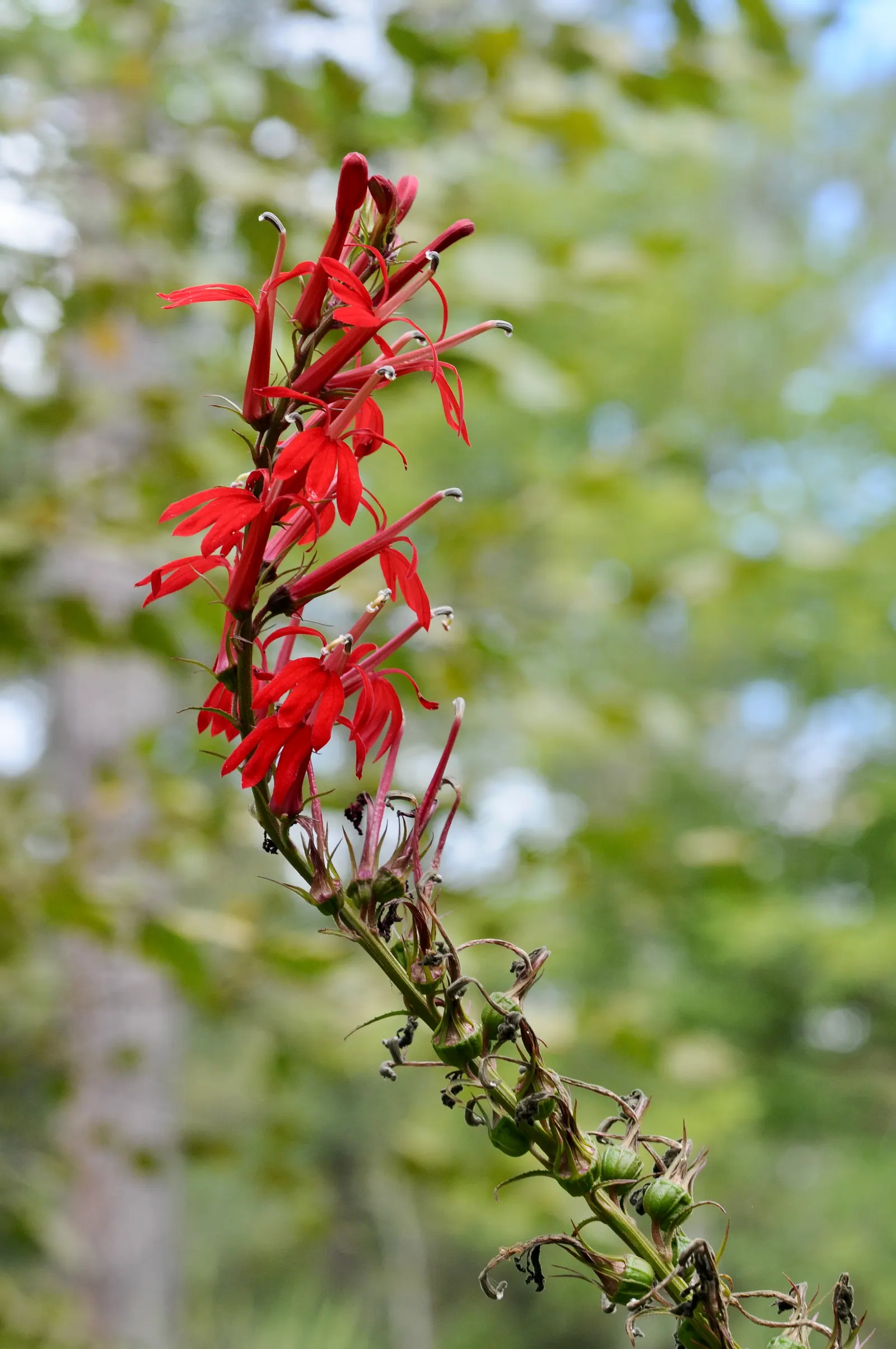 Devil's Tobacco (Lobelia Tupa) — Toxic if ingested; handle with care, image 67