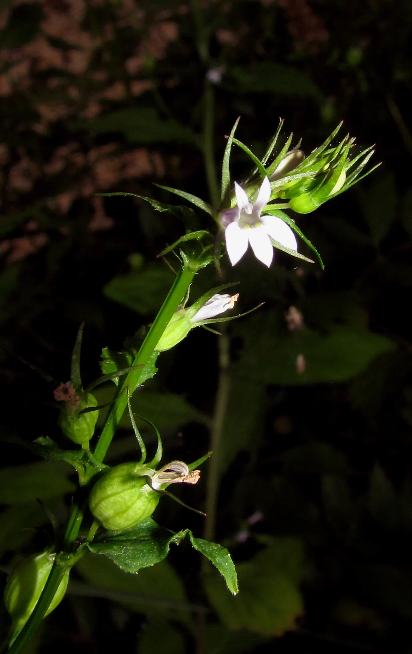 Devil's Tobacco (Lobelia Tupa) — Toxic if ingested; handle with care, image 25