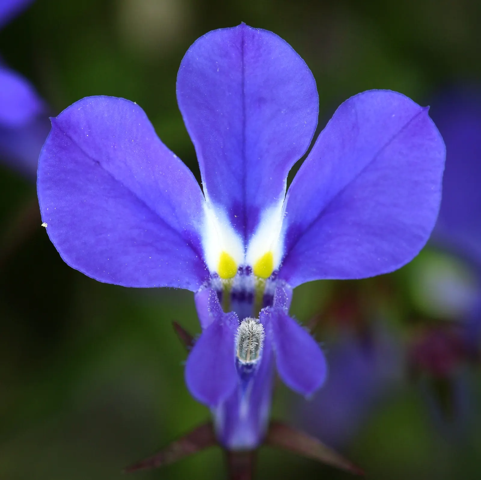 Devil's Tobacco (Lobelia Tupa) — Devil's Tobacco (Lobelia tupa) is a statuesque perennial, flourishing to heights of 5-6 feet; toxic if ingested, image 43