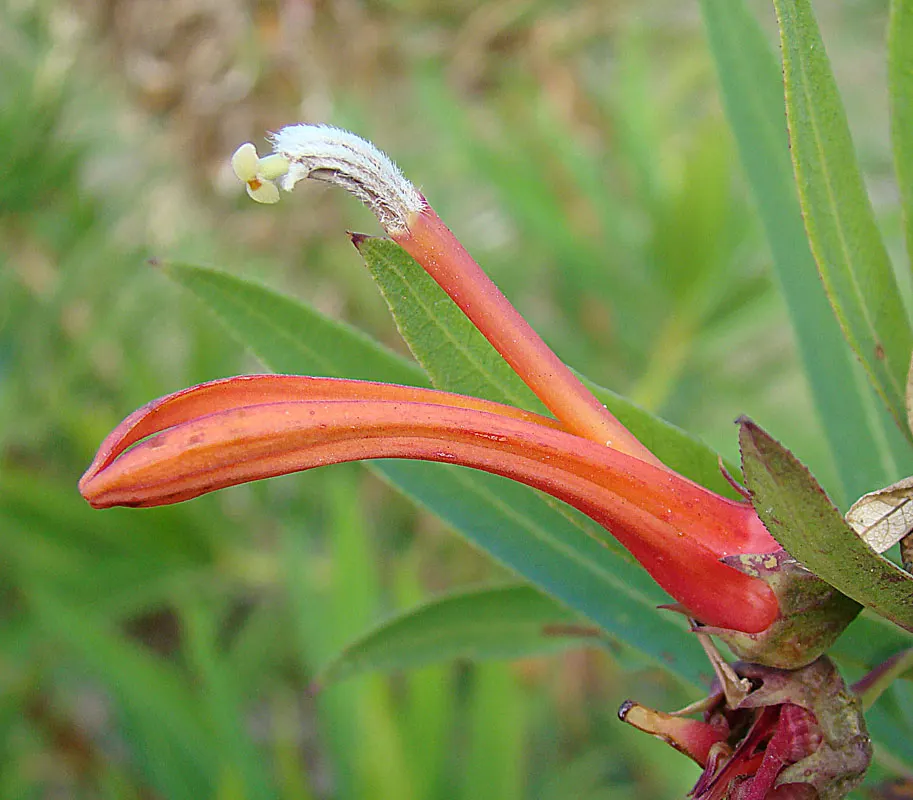 Devil's Tobacco (Lobelia Tupa) — making it a relatively low-maintenance choice for gardeners; from midsummer to early fall, the plant produces, image 77