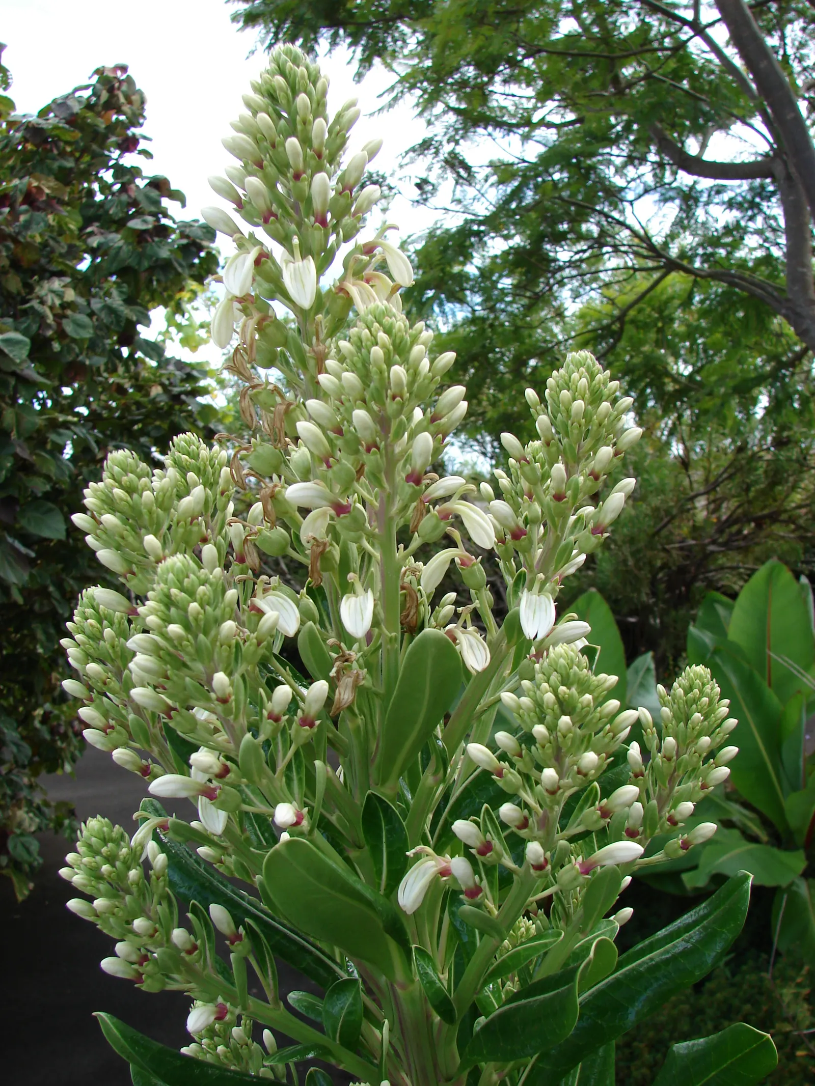 Devil's Tobacco (Lobelia Tupa) — making it a relatively low-maintenance choice for gardeners; from midsummer to early fall, the plant produces, image 56