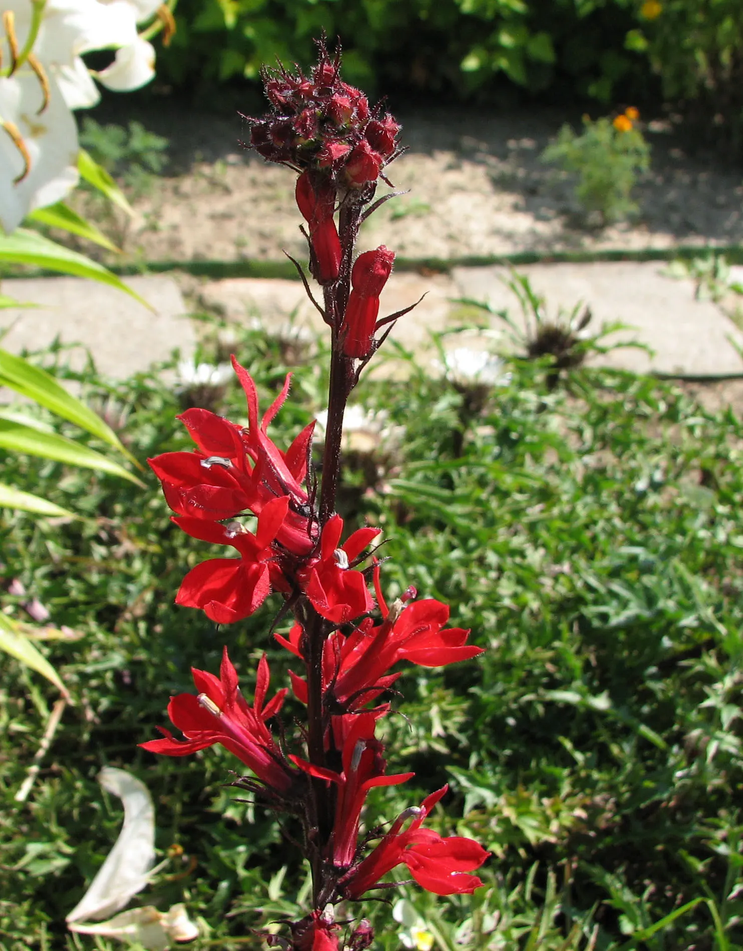 Devil's Tobacco (Lobelia Tupa) — this striking plant thrives in USDA Hardiness Zones 7-10
