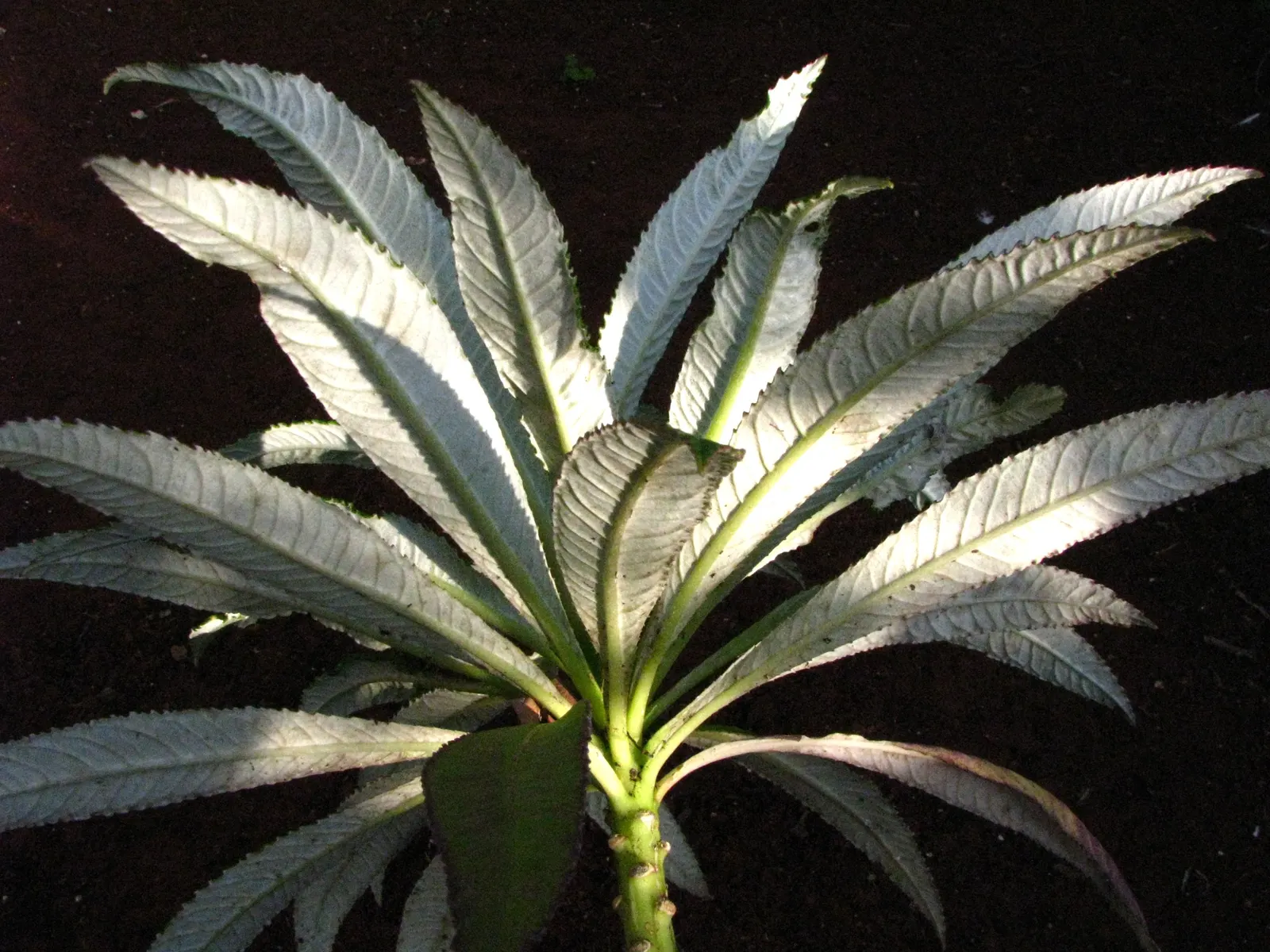 Devil's Tobacco (Lobelia Tupa) — preferring full sun to partial shade; include Lobelia tupa in your garden for a touch of exotic allure and a conversation