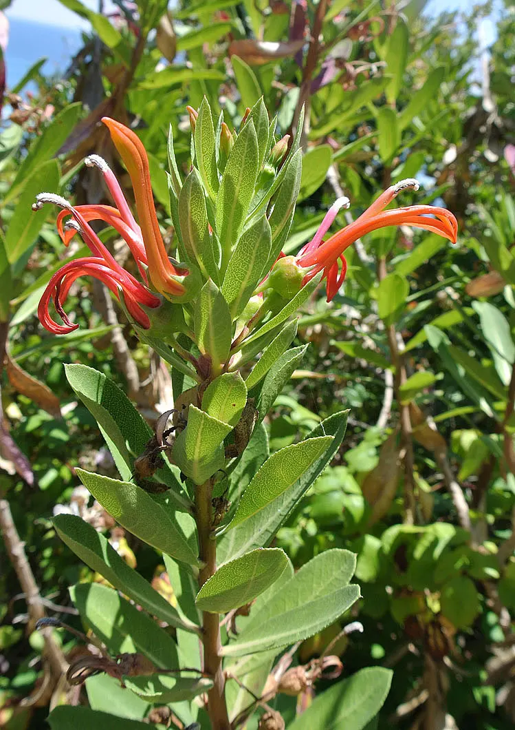 Devil's Tobacco (Lobelia Tupa) — making it a relatively low-maintenance choice for gardeners