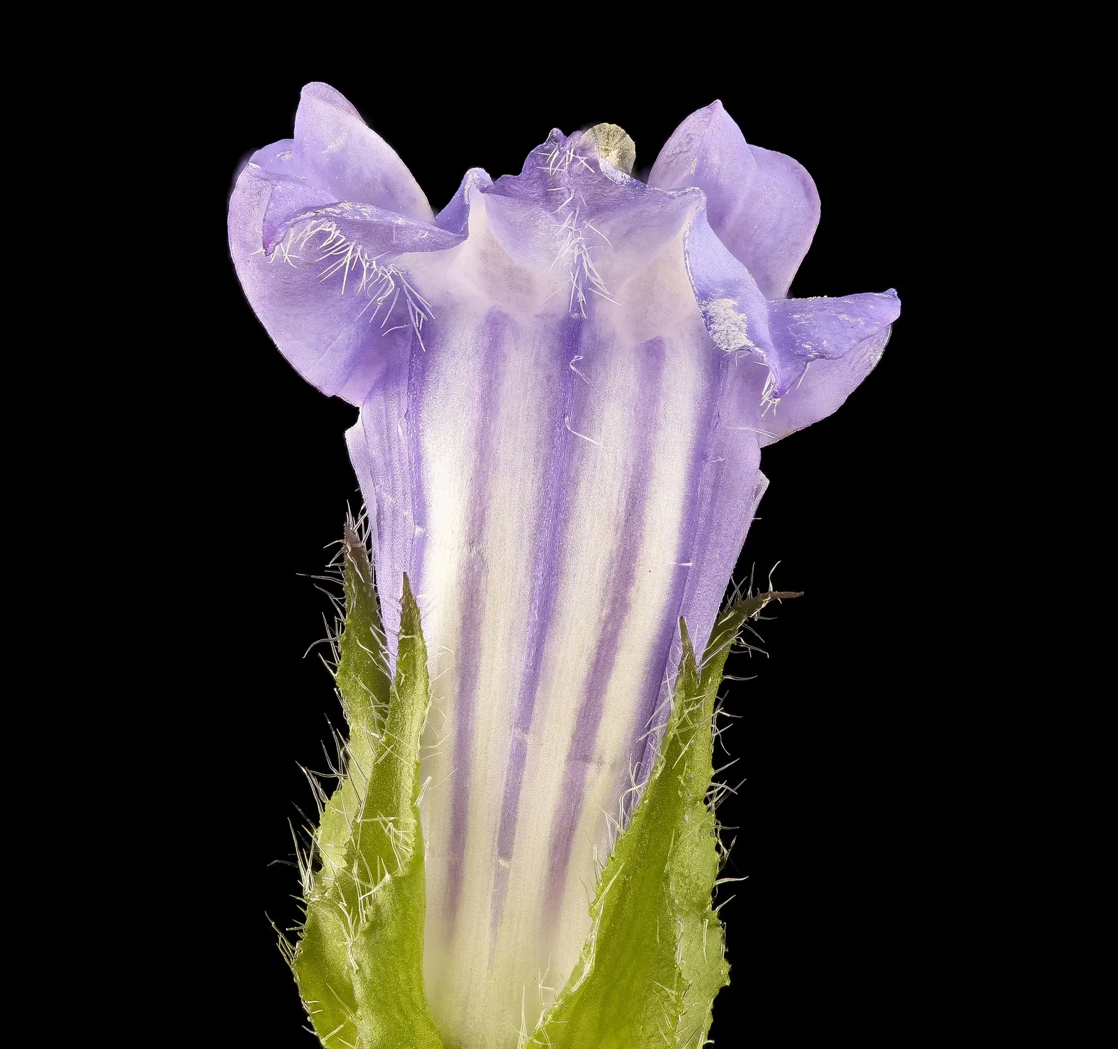 Devil's Tobacco (Lobelia Tupa) — Devil's Tobacco (Lobelia tupa) is a statuesque perennial, flourishing to heights of 5-6 feet; toxic if ingested, image 64