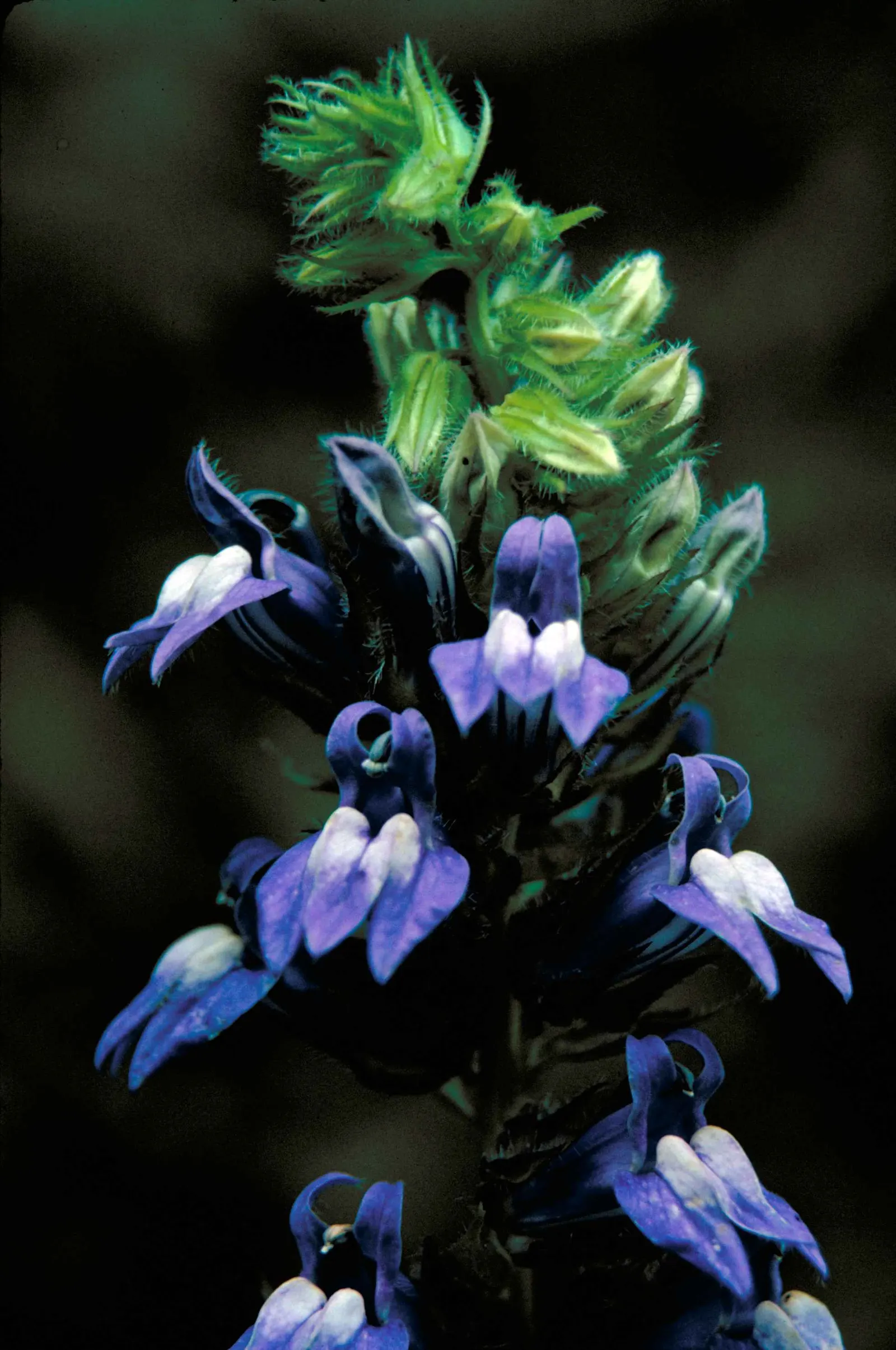 Devil's Tobacco (Lobelia Tupa) — perennial with red blooms; from midsummer to early fall, the plant produces tall, erect spires adorned with tubular