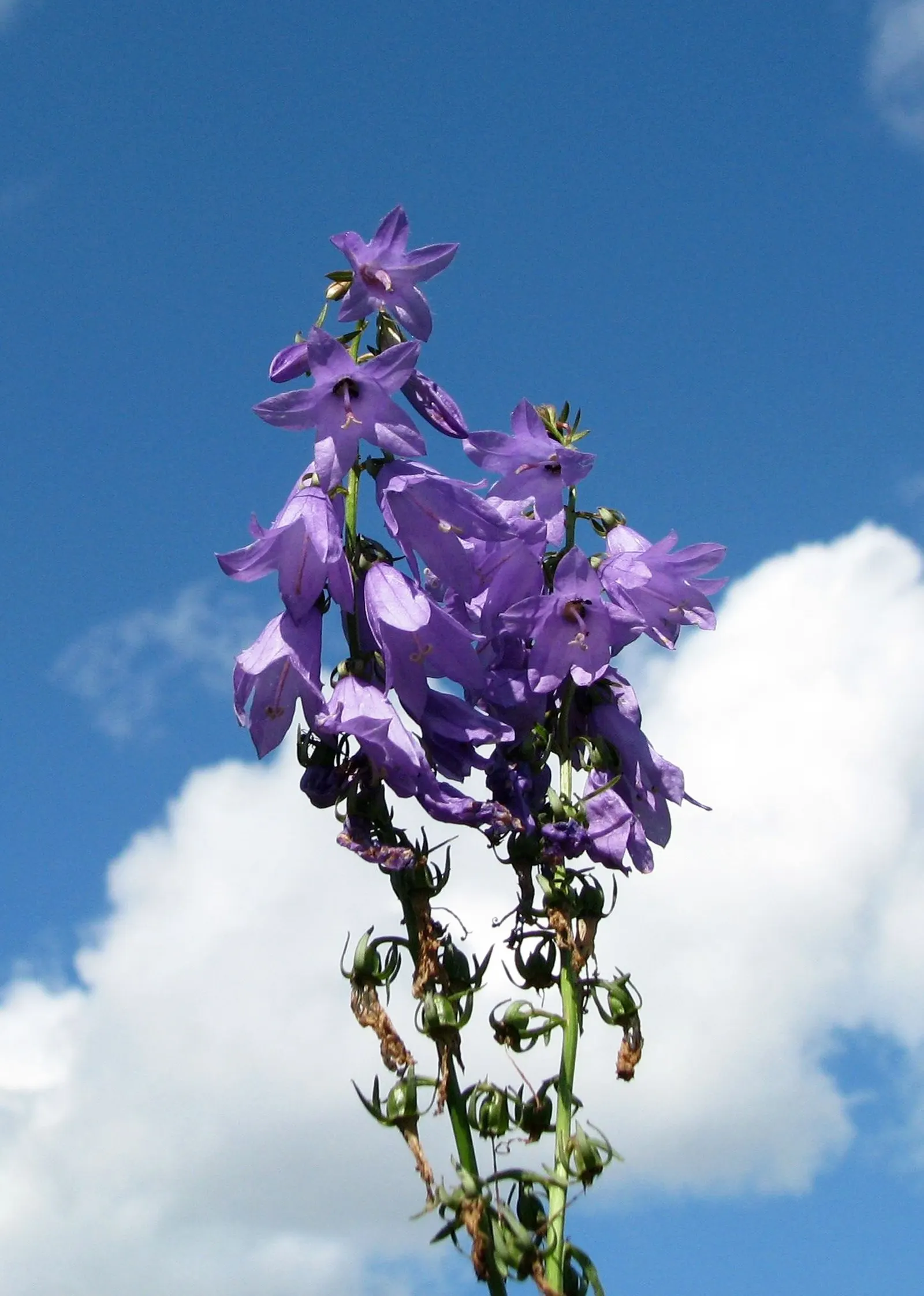 Devil's Tobacco (Lobelia Tupa) — Include Lobelia tupa in your garden for a touch of exotic allure and a conversation starter for your clients