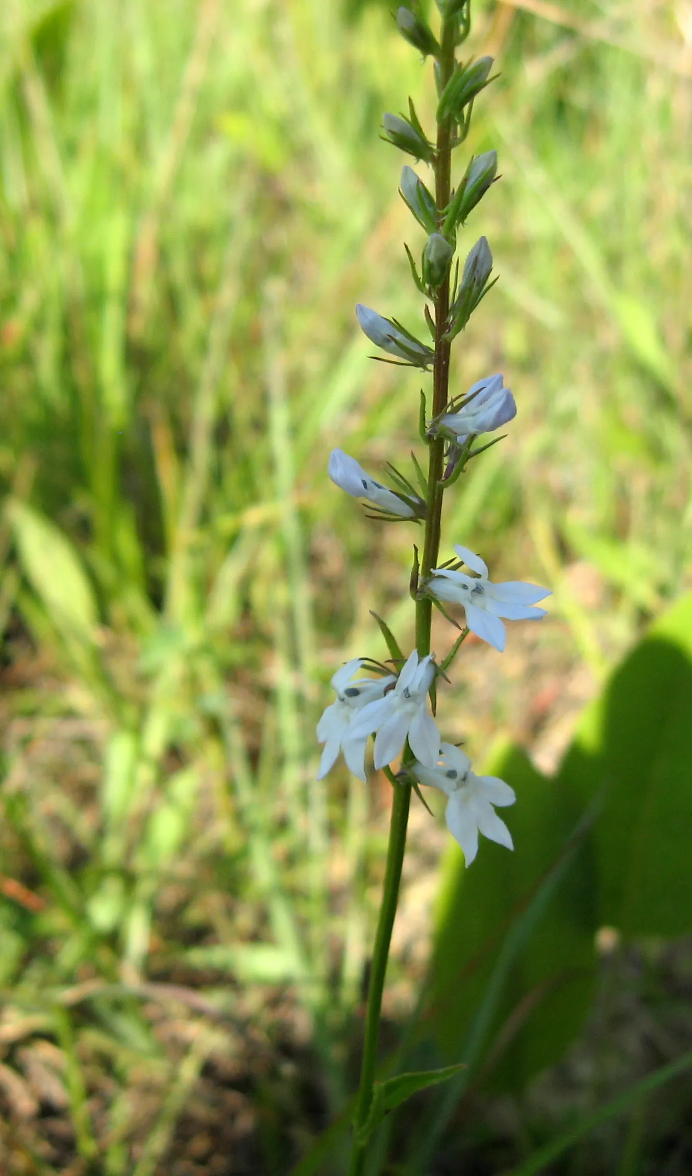 Devil's Tobacco (Lobelia Tupa) — scientifically known as Lobelia tupa; from midsummer to early fall, the plant produces tall, erect spires adorned with