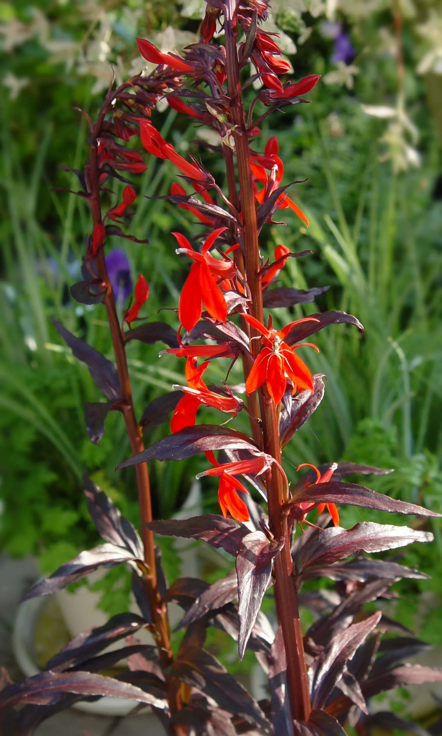 Devil's Tobacco (Lobelia Tupa) — Its size and shape make it an ideal candidate for back borders or as a specimen plant; toxic if ingested; handle with care