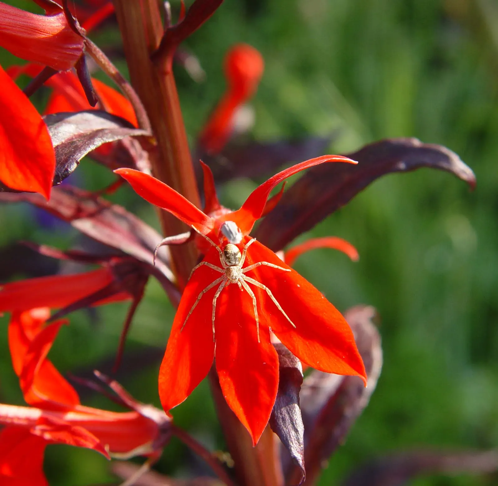 Devil's Tobacco (Lobelia Tupa) — The plant prefers well-drained soil and thrives in full sun to part shade