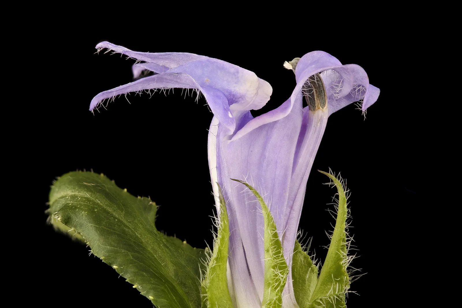 Devil's Tobacco (Lobelia Tupa) — is an intriguing and bold perennial that adds dramatic flair to landscape designs; include Lobelia tupa in your, image 69