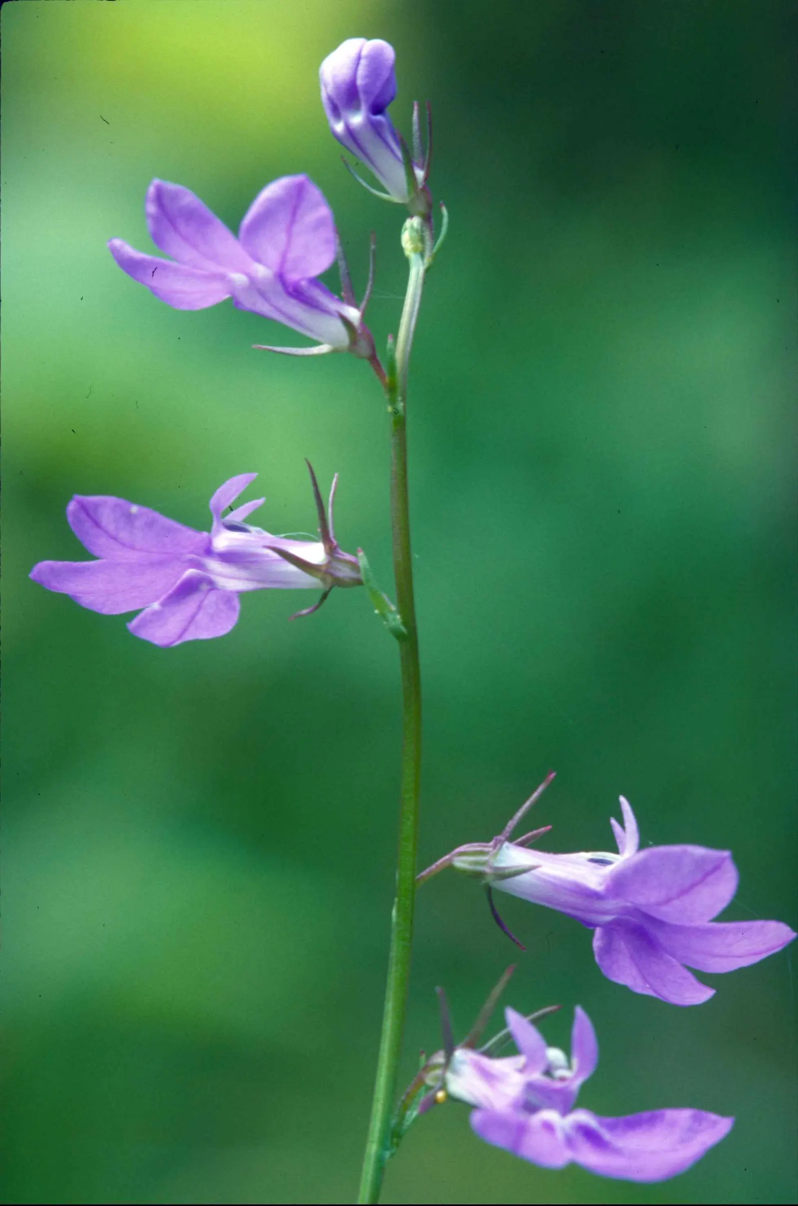 Devil's Tobacco (Lobelia Tupa) — Each bloom is about 2 to 3 inches in length; include Lobelia tupa in your garden for a touch of exotic allure and a, image 54