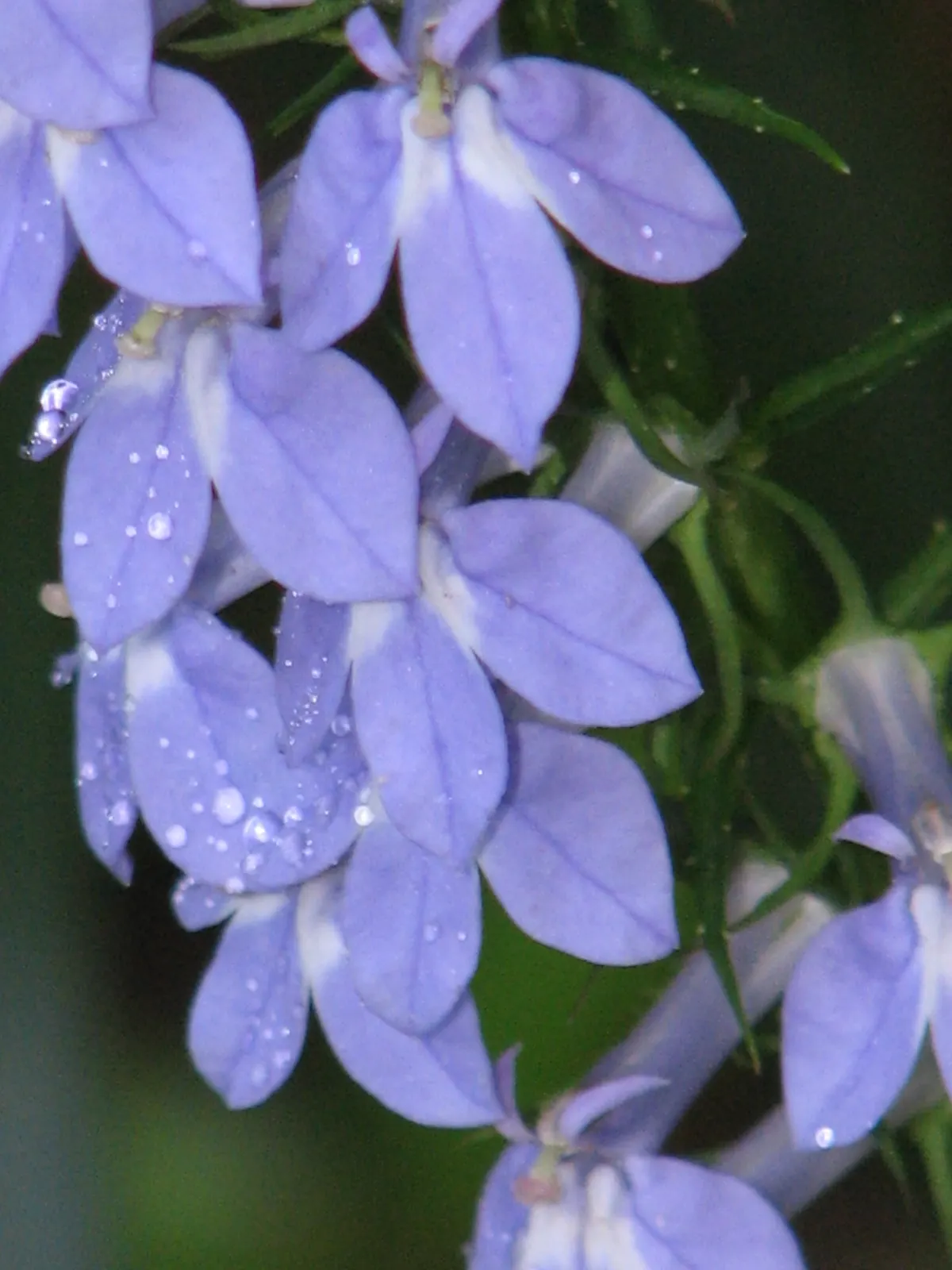 Devil's Tobacco (Lobelia Tupa) — preferring full sun to partial shade; include Lobelia tupa in your garden for a touch of exotic allure and a, image 51