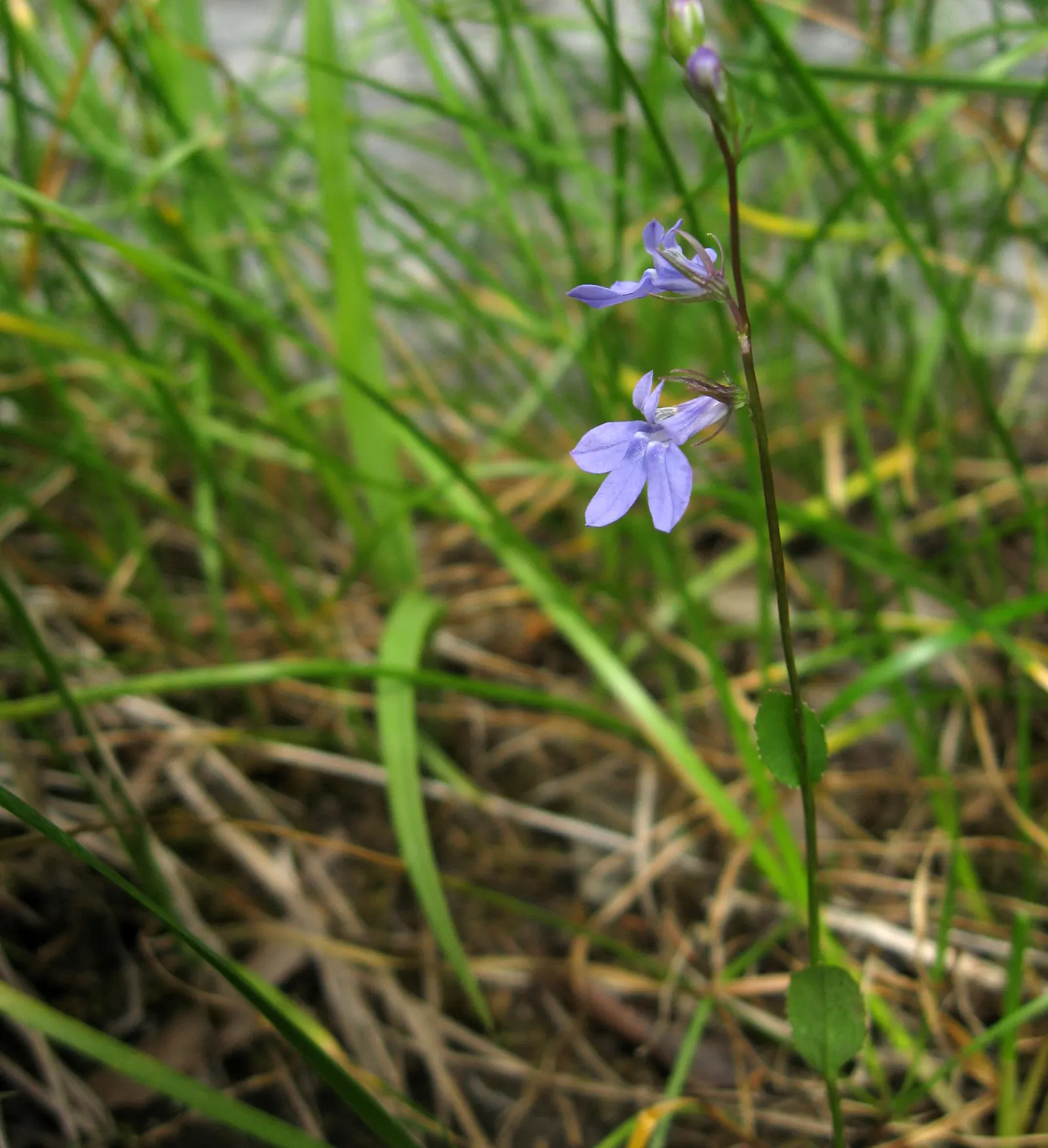 Devil's Tobacco (Lobelia Tupa) — Hardy to USDA Zone 7, Lobelia tupa commands attention in borders and as a focal point; include Lobelia tupa in, image 45