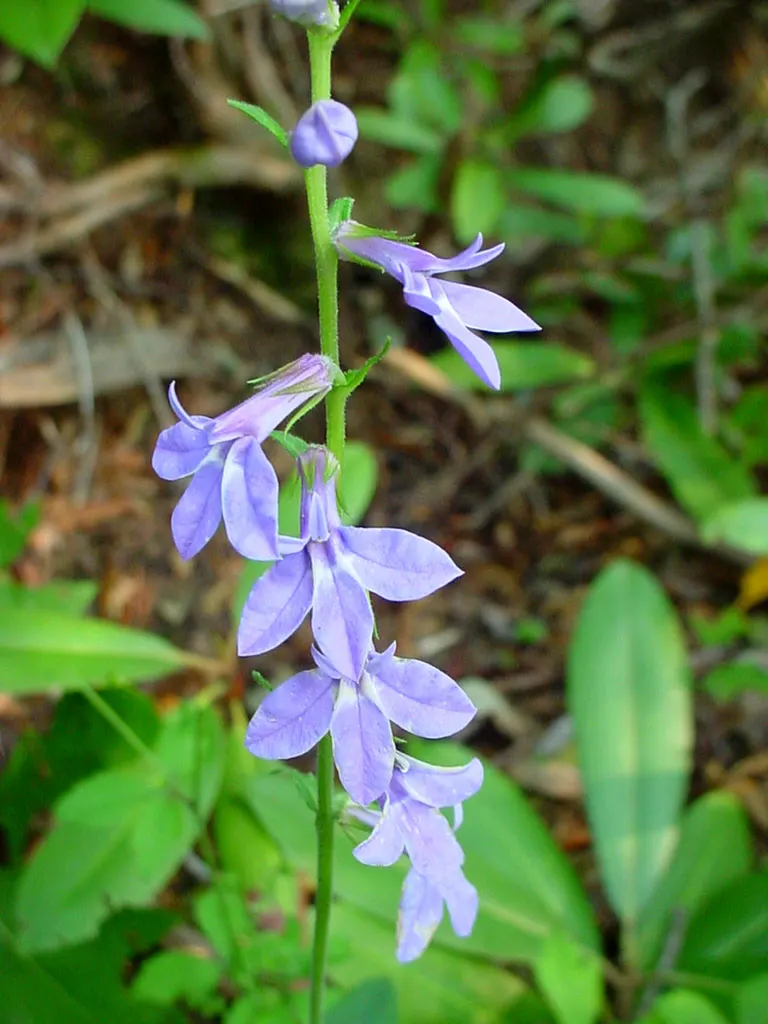 Devil's Tobacco (Lobelia Tupa) — perennial for full or half; include Lobelia tupa in your garden for a touch of exotic allure and a conversation, image 63