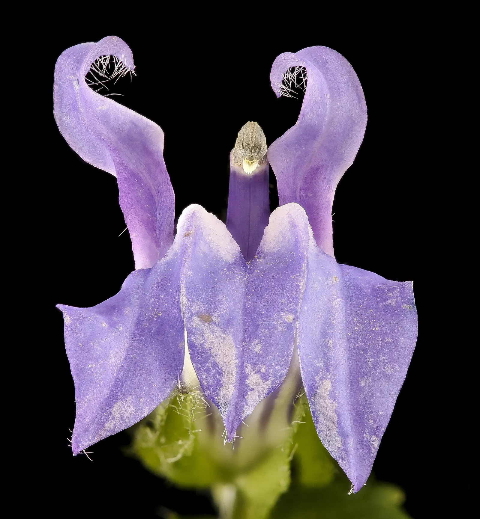 Devil's Tobacco (Lobelia Tupa) — Each bloom is about 2 to 3 inches in length; include Lobelia tupa in your garden for a touch of exotic allure and a, image 75